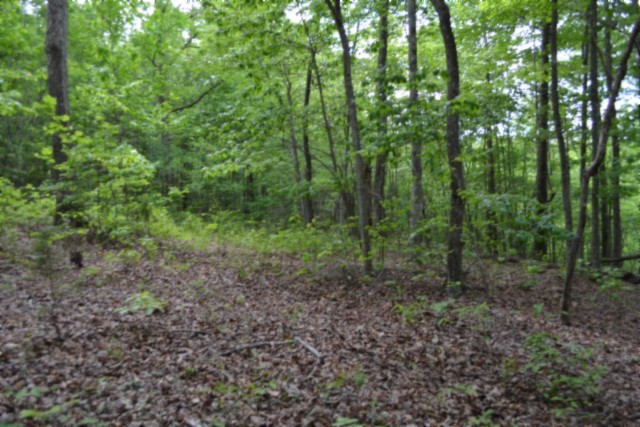 0 Forest Trail Lane Property Photo 1