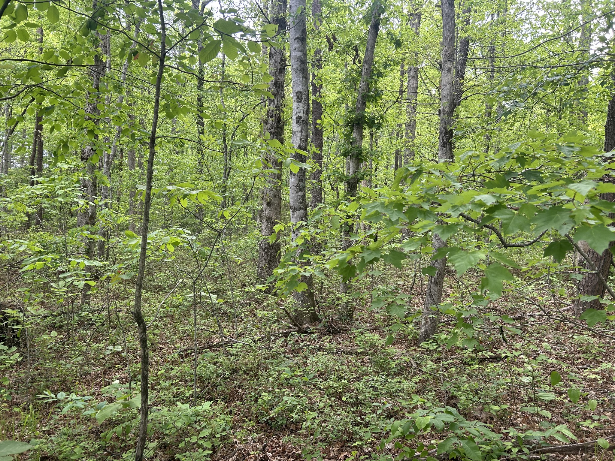 0 Rt Davis Rd Property Photo 4