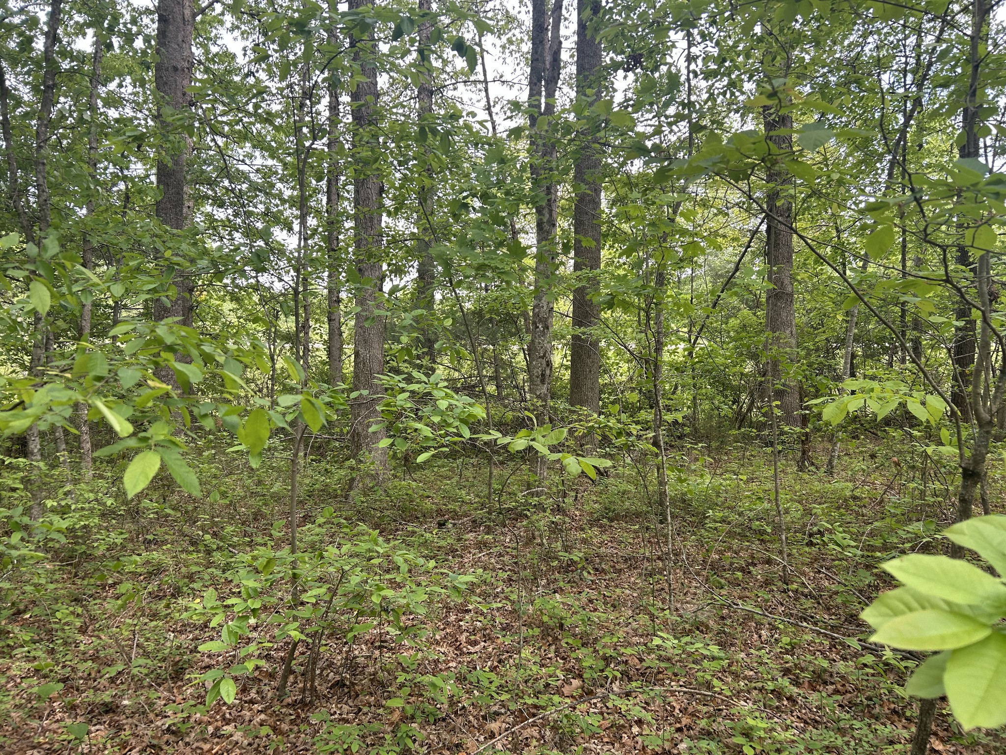 0 Rt Davis Rd Property Photo 8