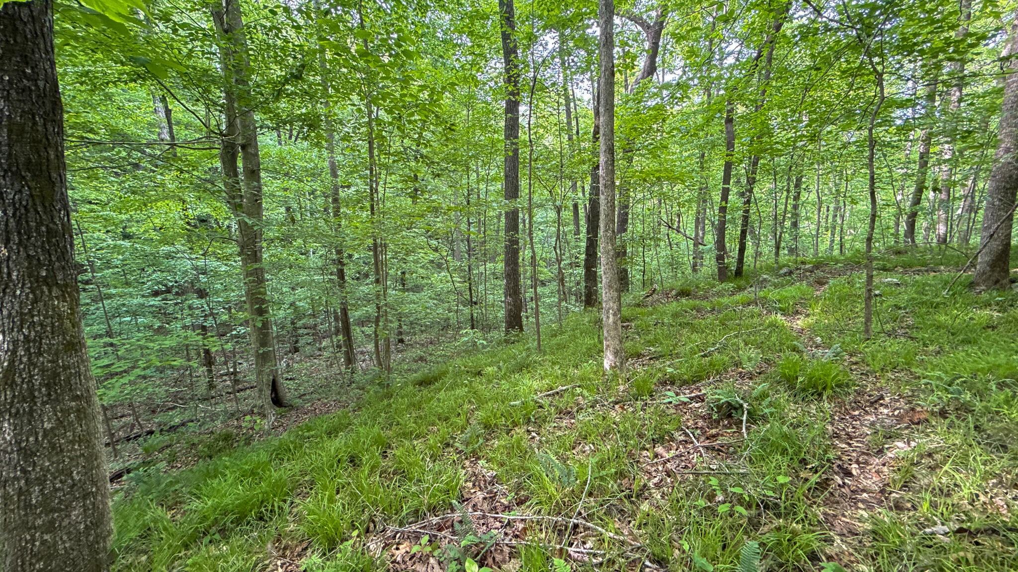 0 Murphy Hollow Property Photo 1
