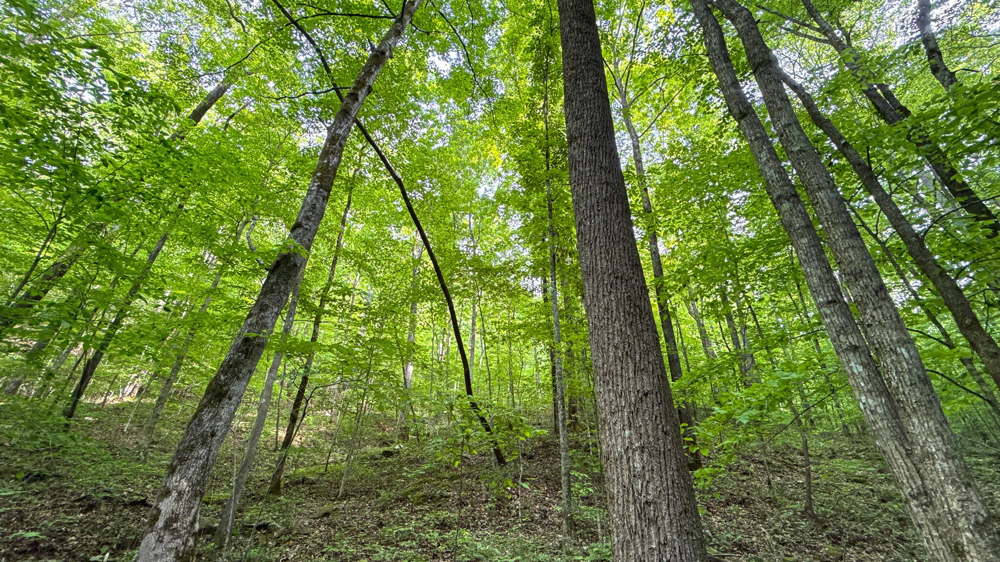 0 Murphy Hollow Property Photo 8