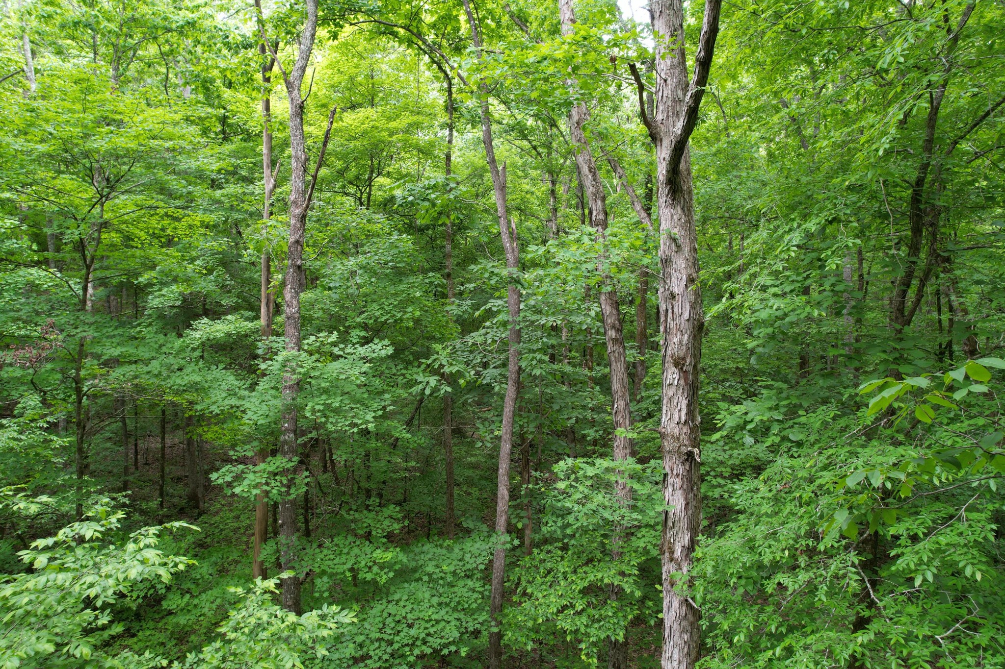 0 Murphy Hollow Property Photo 10