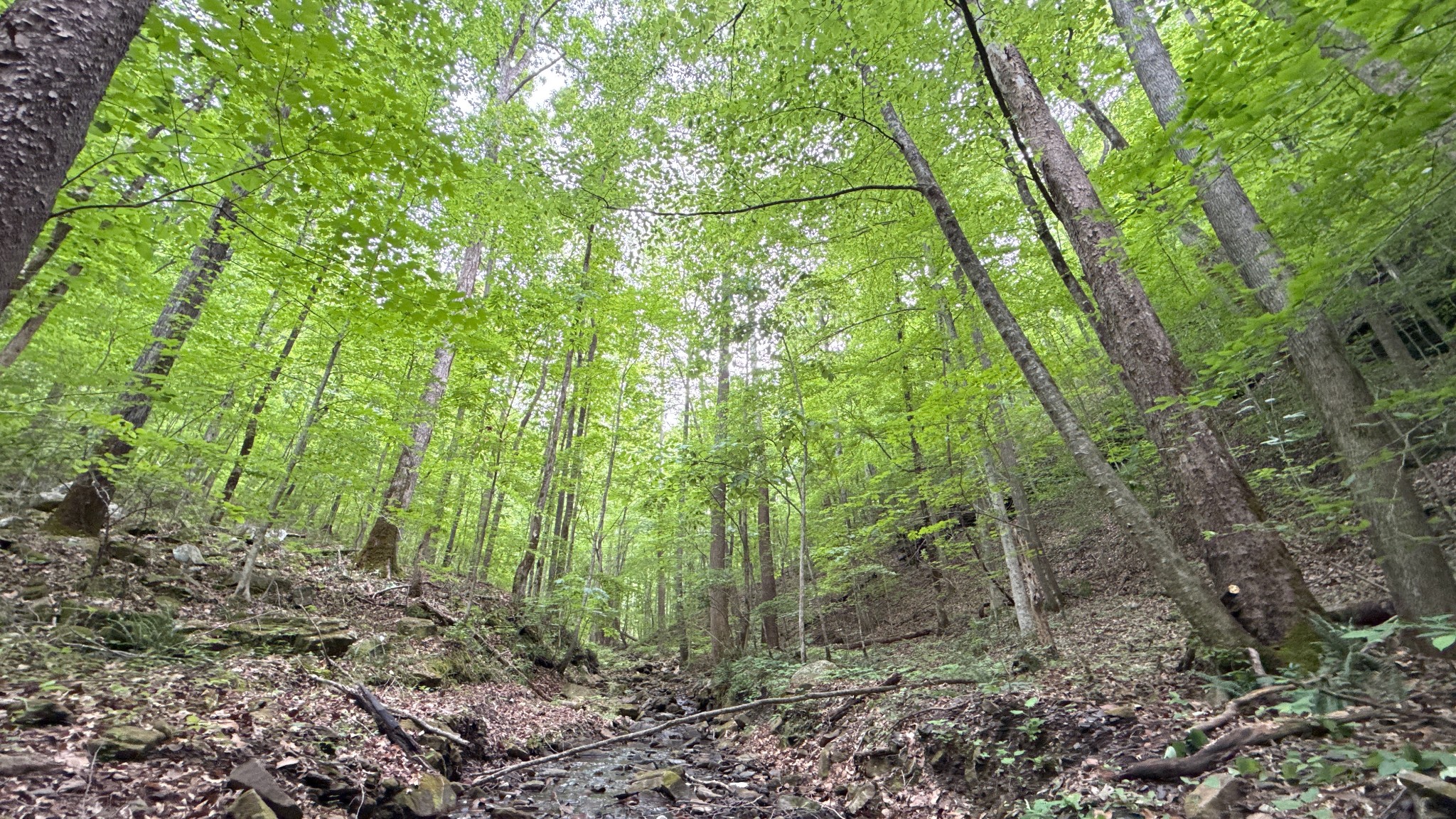 0 Murphy Hollow Rd Property Photo 1