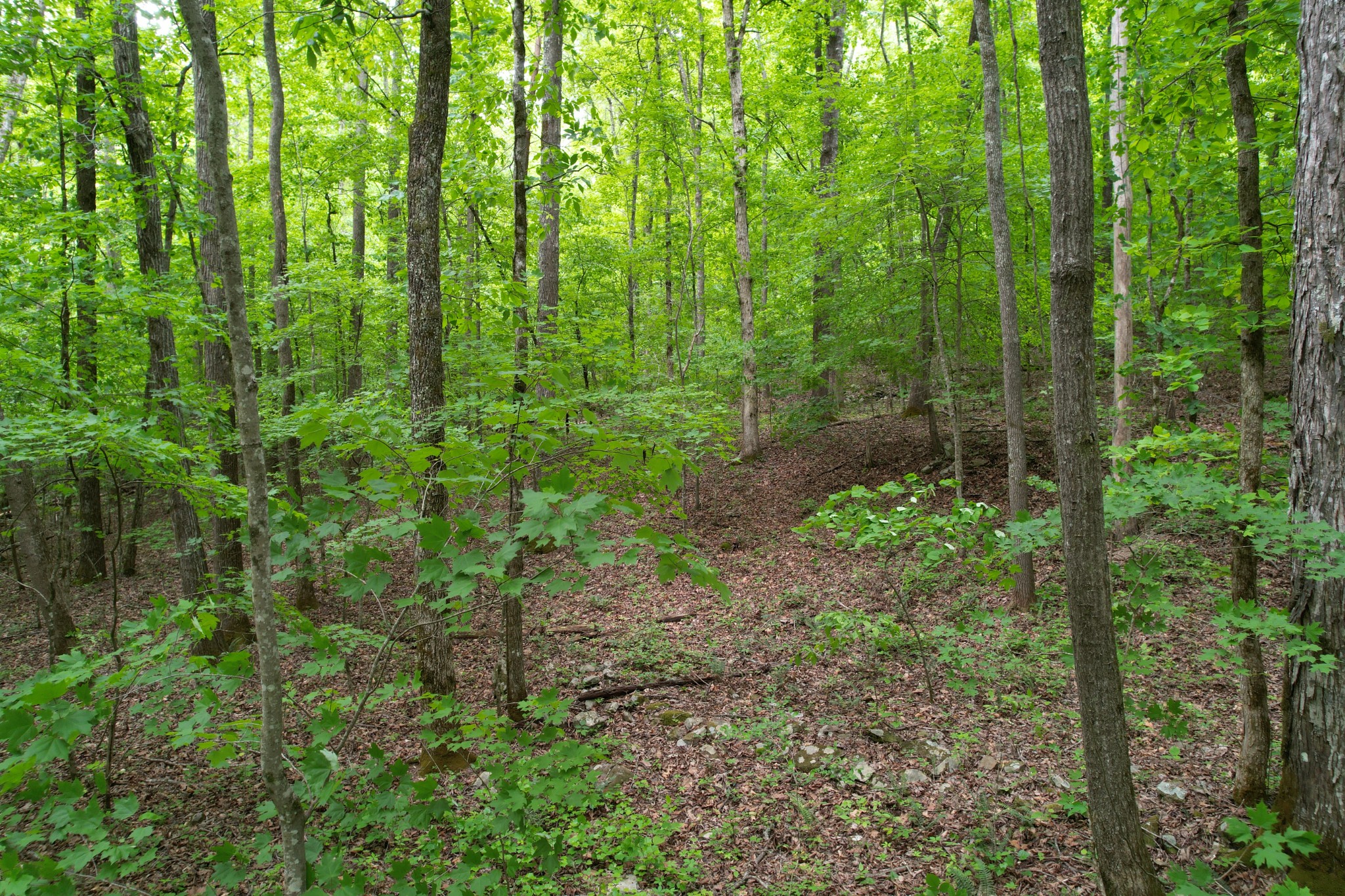 0 Murphy Hollow Rd Property Photo 9