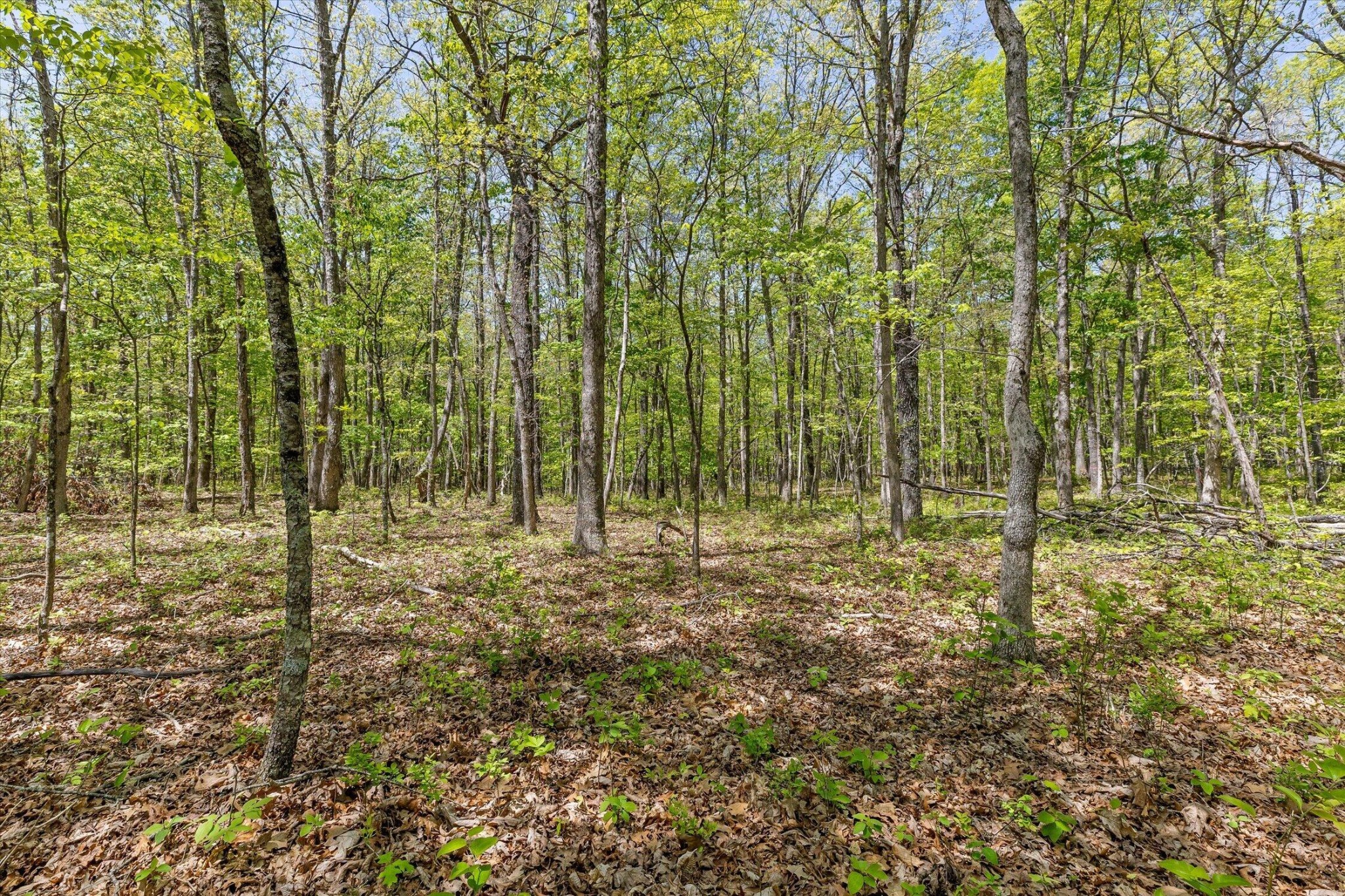 0 Deepwoods Road Property Photo 16