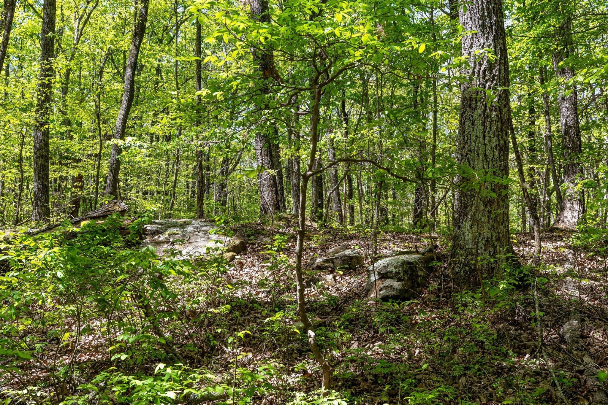 0 Deepwoods Road Property Photo 32
