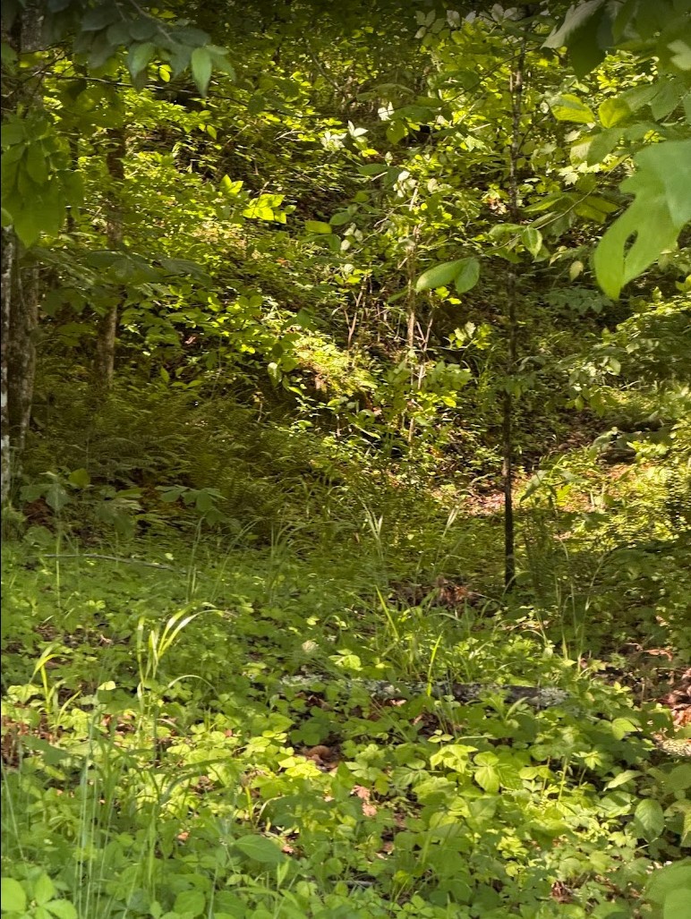 0 Spring Creek Road Property Photo 1