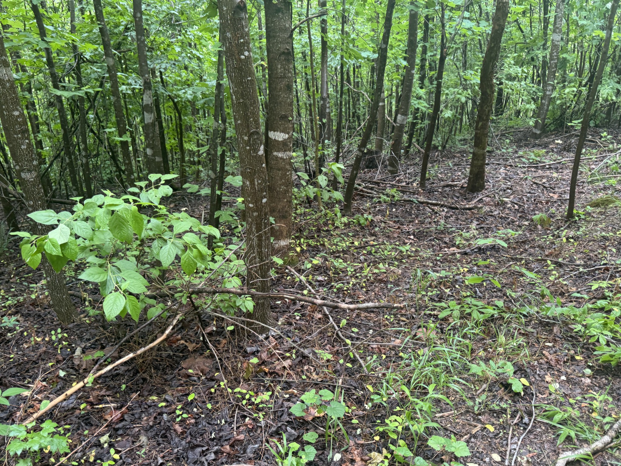 0 Highway 283 Property Photo 9