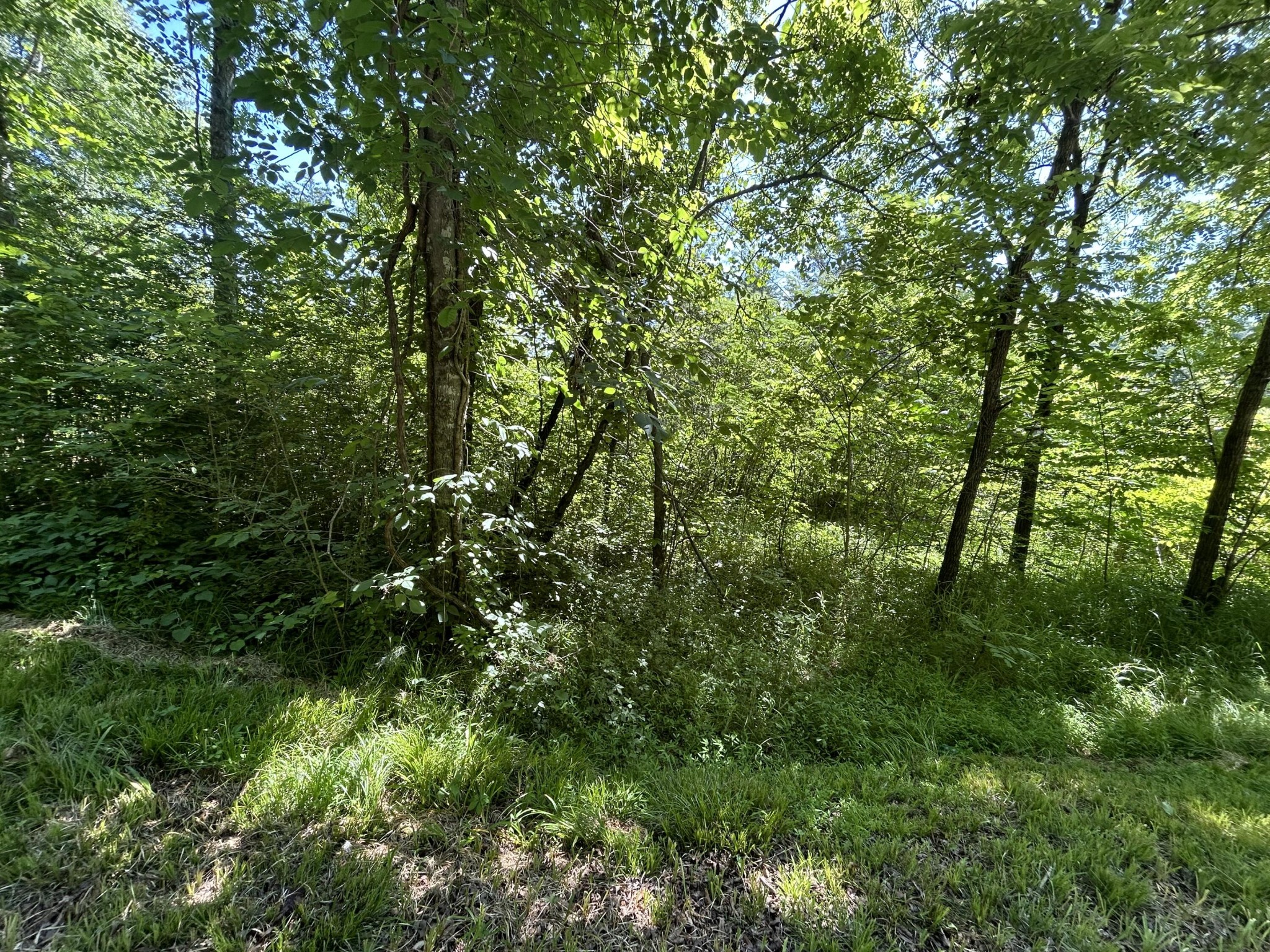 0 Dr Johnson Road Property Photo 4