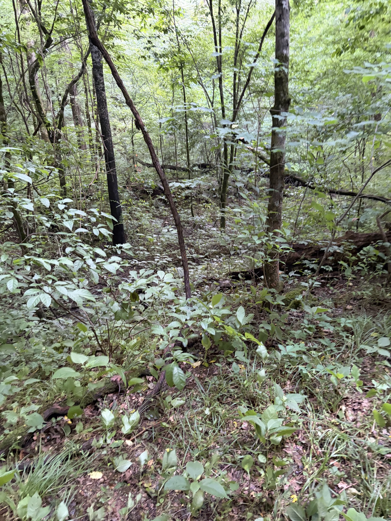 0 Kelso Smithland Road Property Photo 13