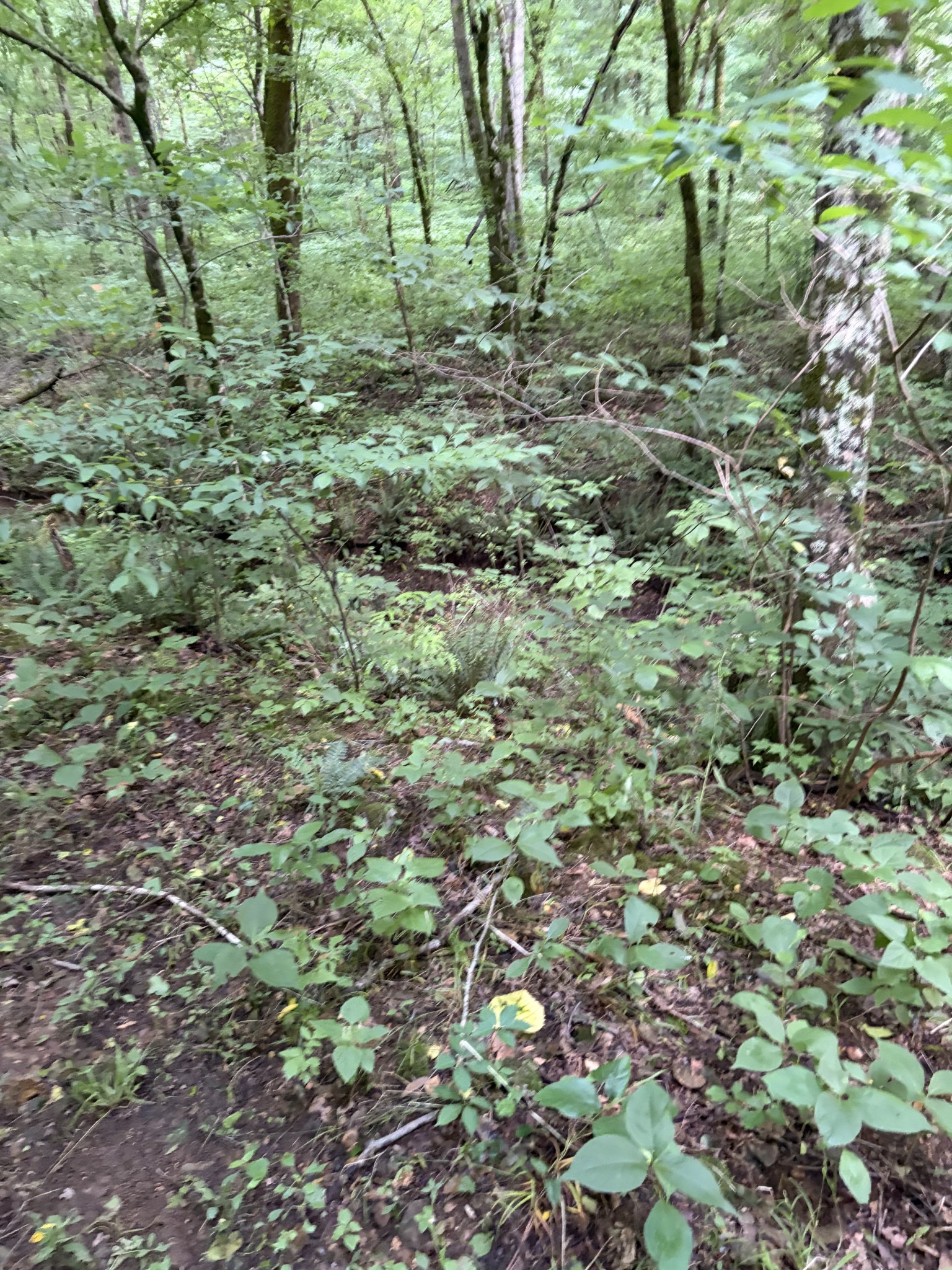 0 Kelso Smithland Road Property Photo 14