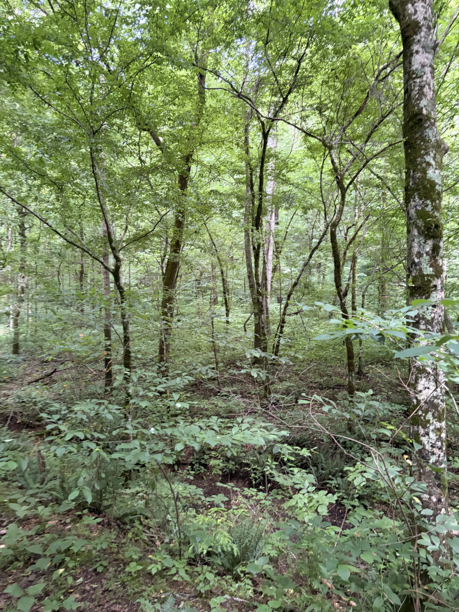 0 Kelso Smithland Road Property Photo 15