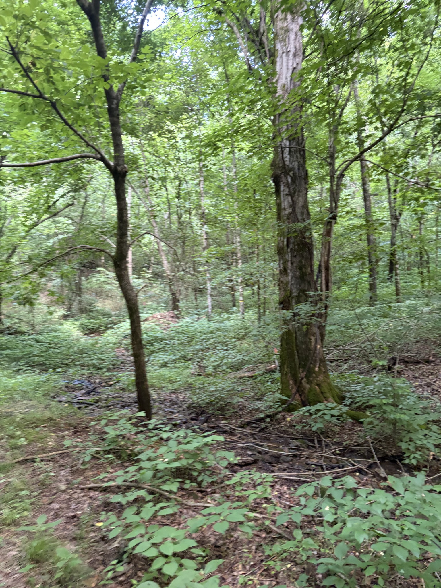 0 Kelso Smithland Road Property Photo 18