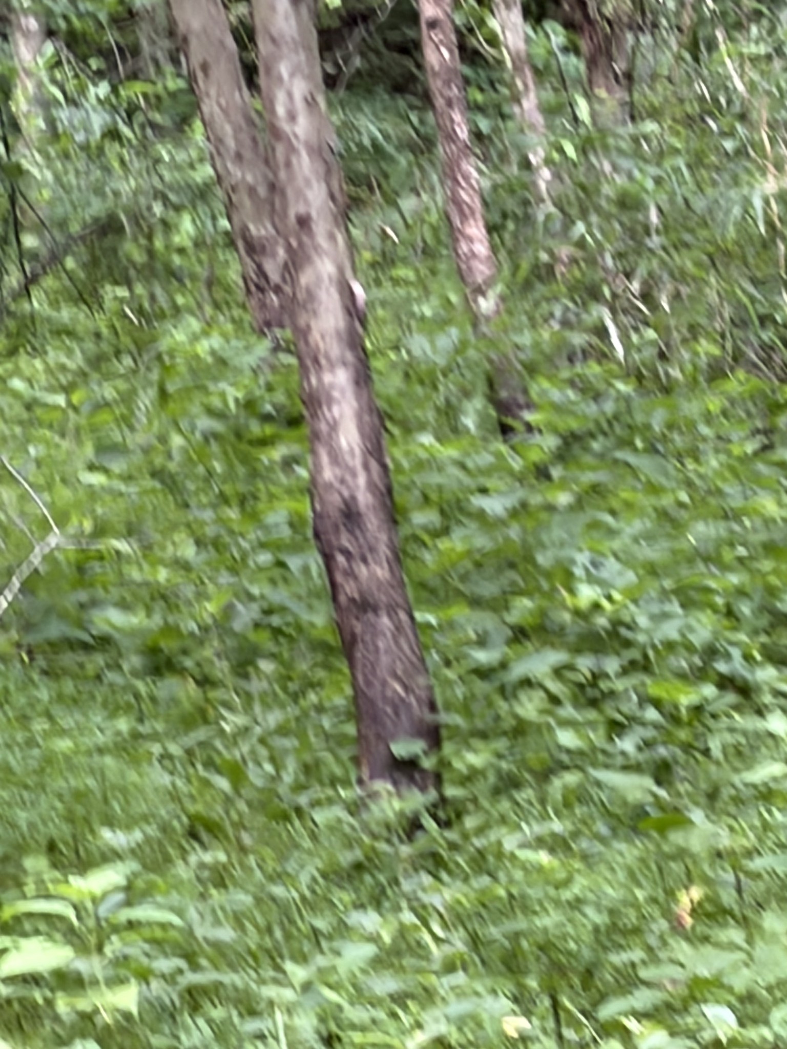 0 Kelso Smithland Road Property Photo 21