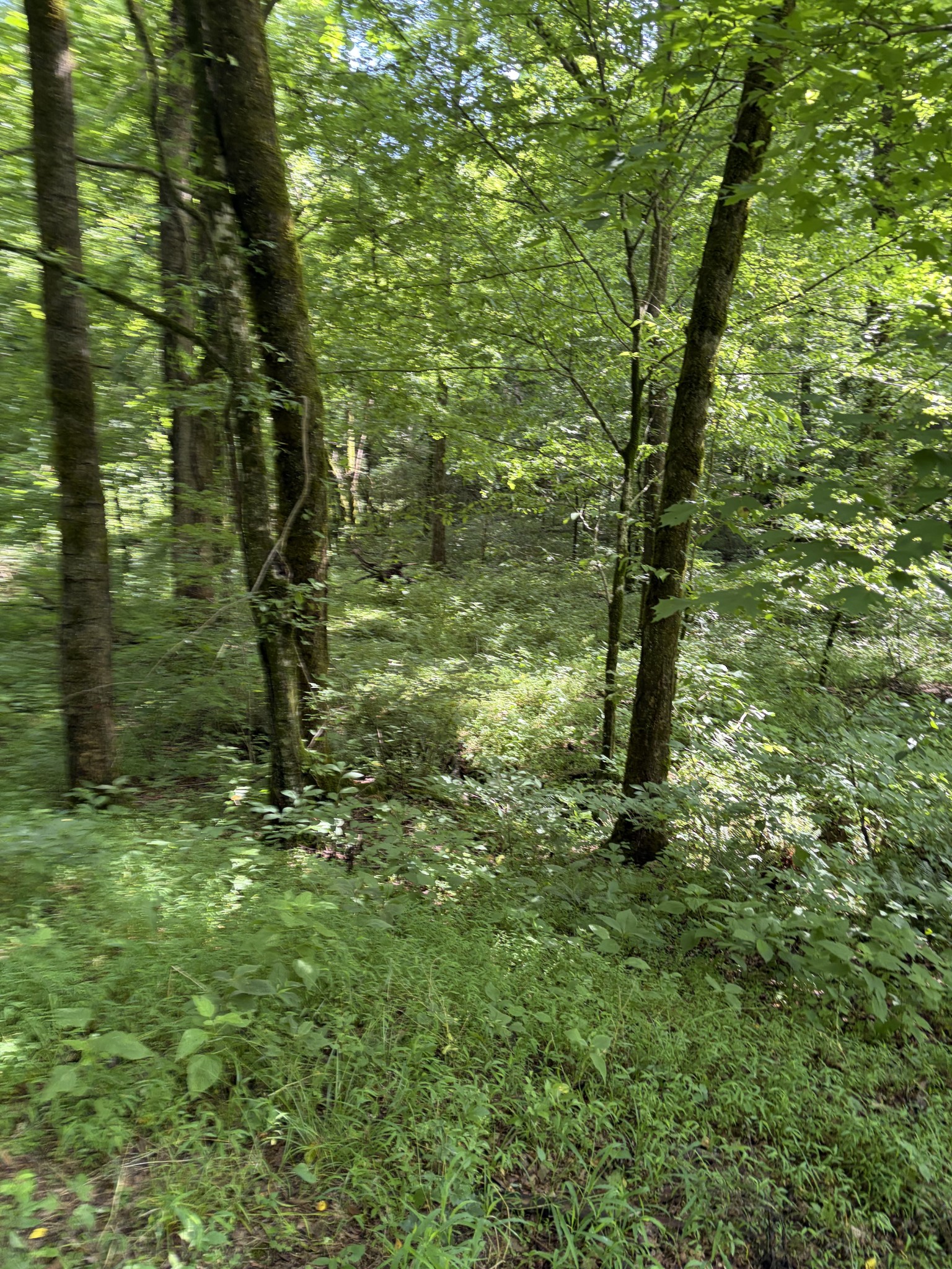 0 Kelso Smithland Road Property Photo 25