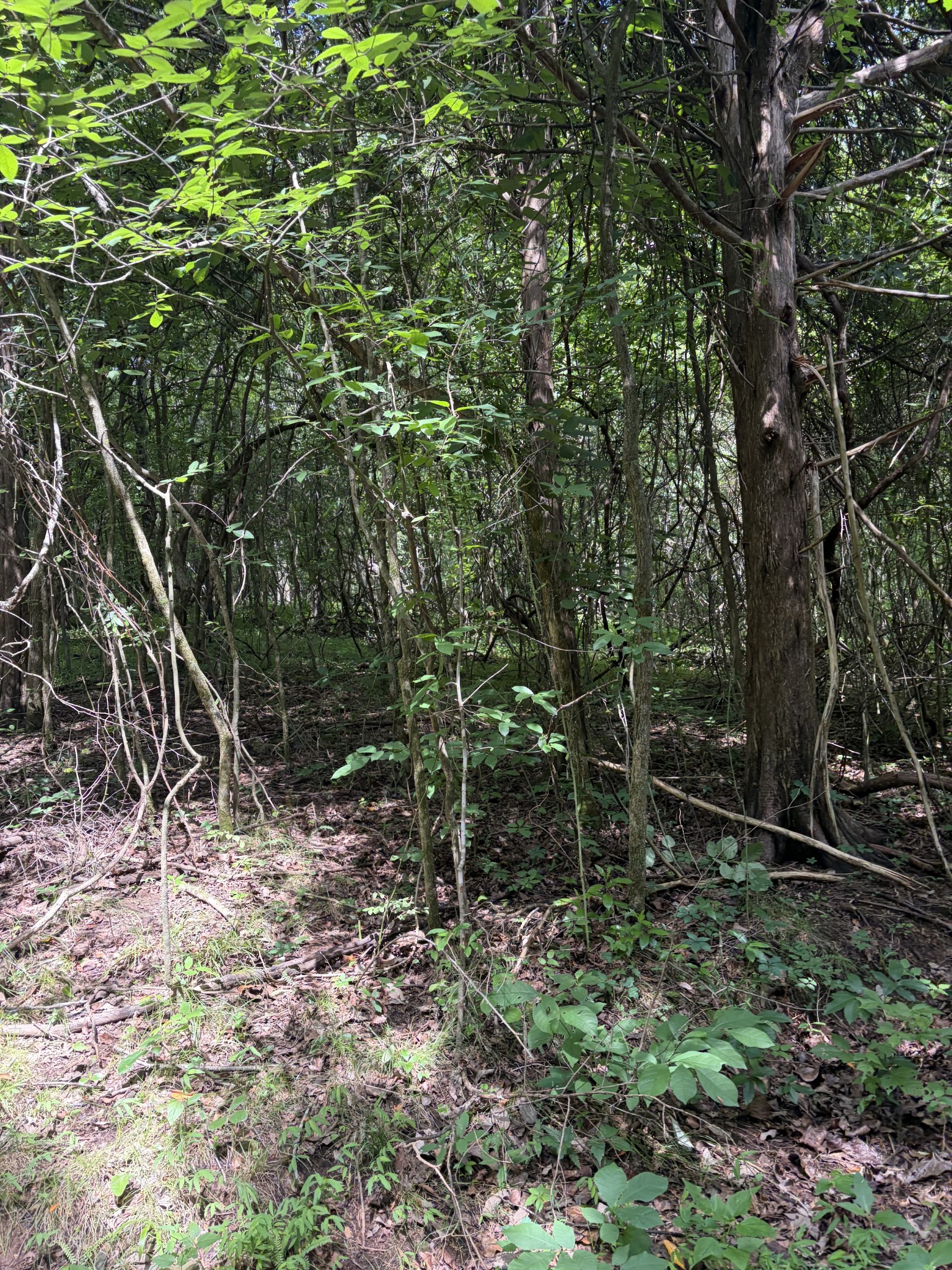 0 Kelso Smithland Road Property Photo 35