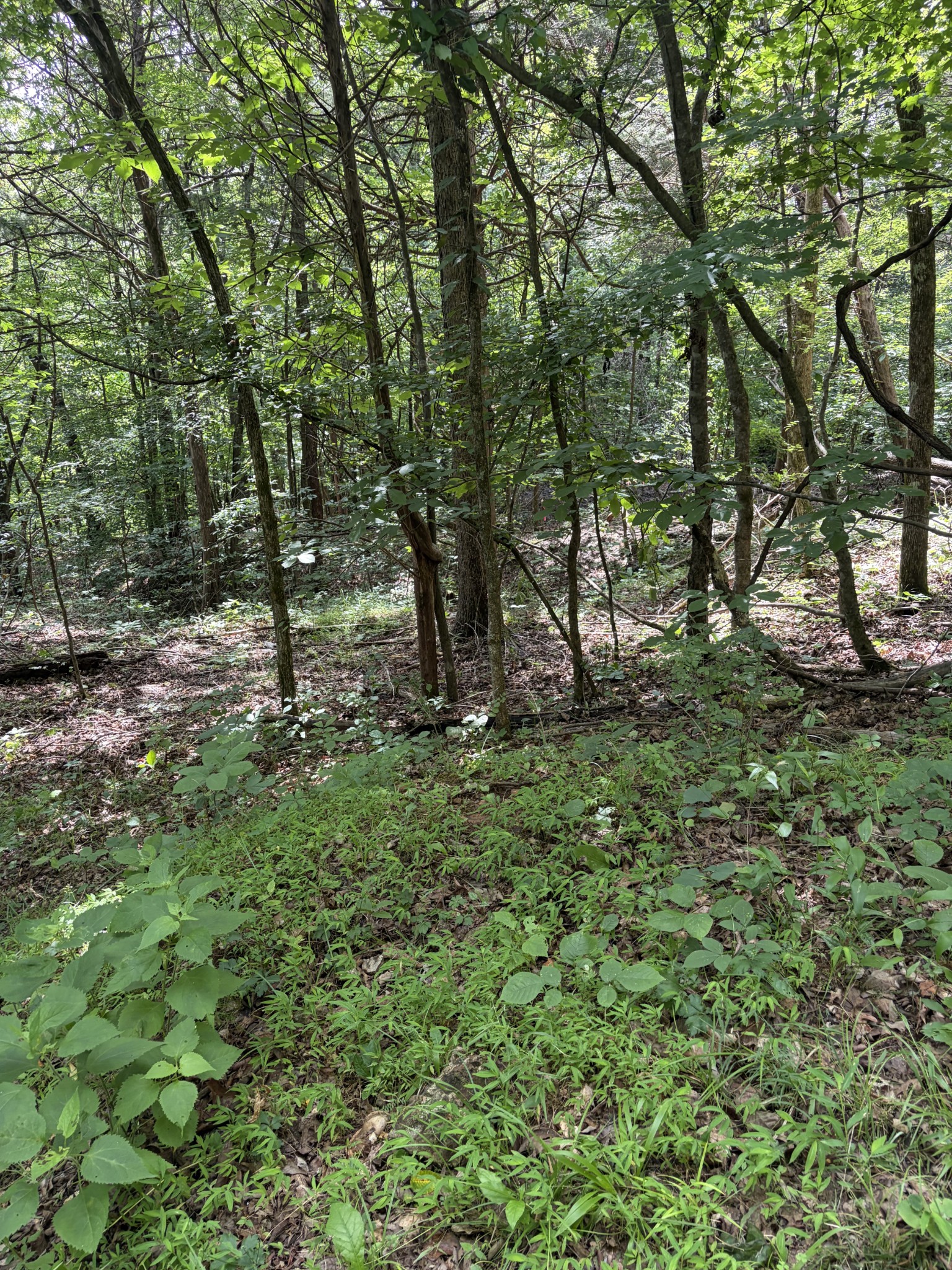 0 Kelso Smithland Road Property Photo 37