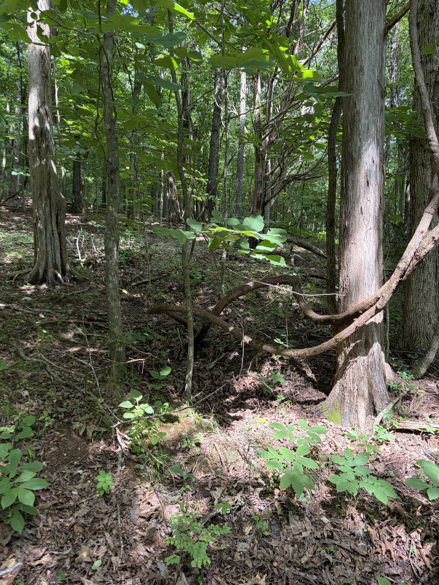 0 Kelso Smithland Road Property Photo 40