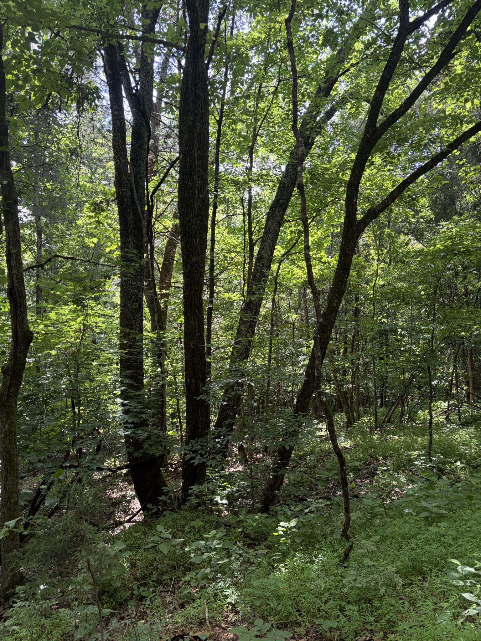 0 Kelso Smithland Road Property Photo 42