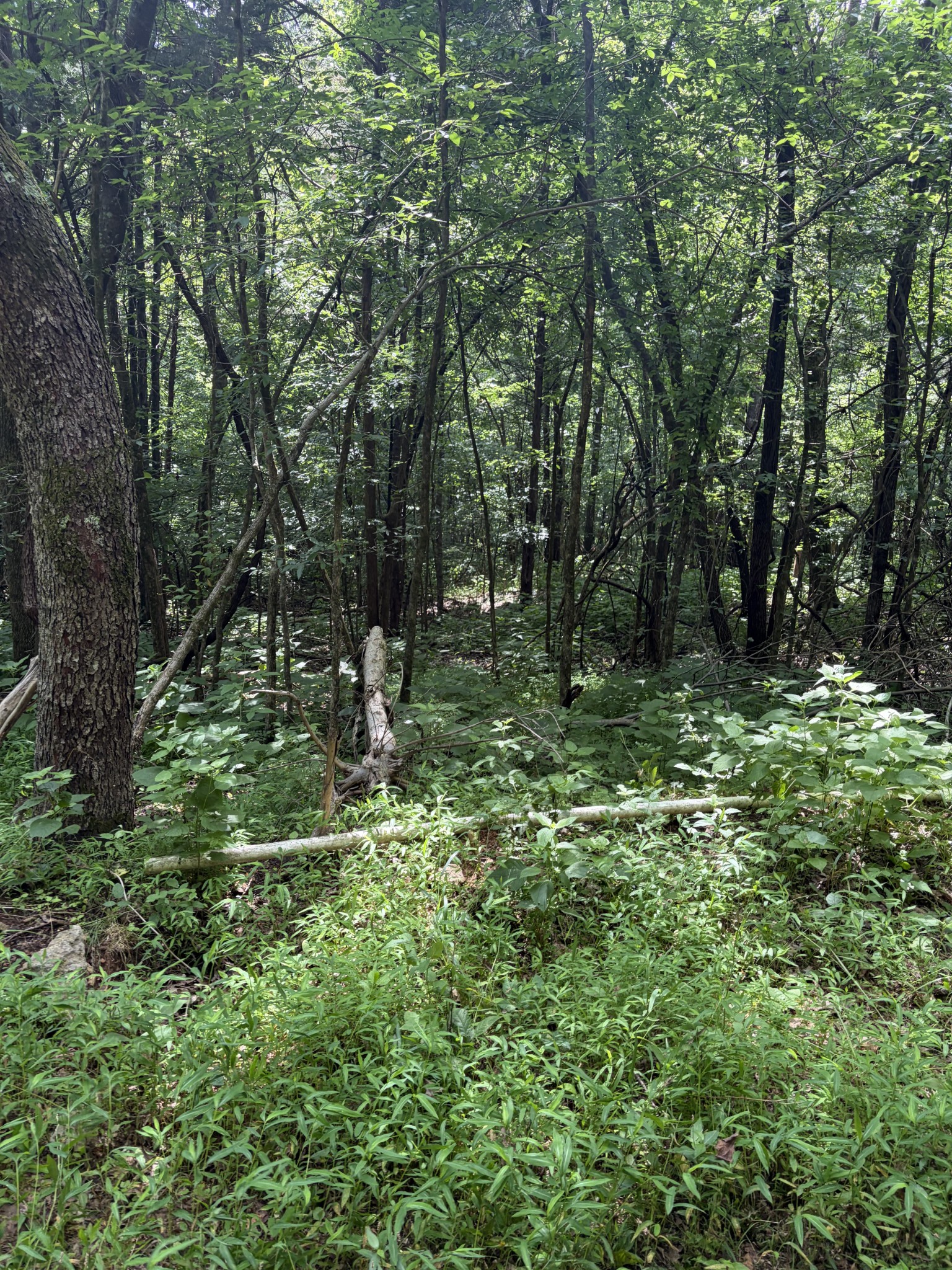 0 Kelso Smithland Road Property Photo 44
