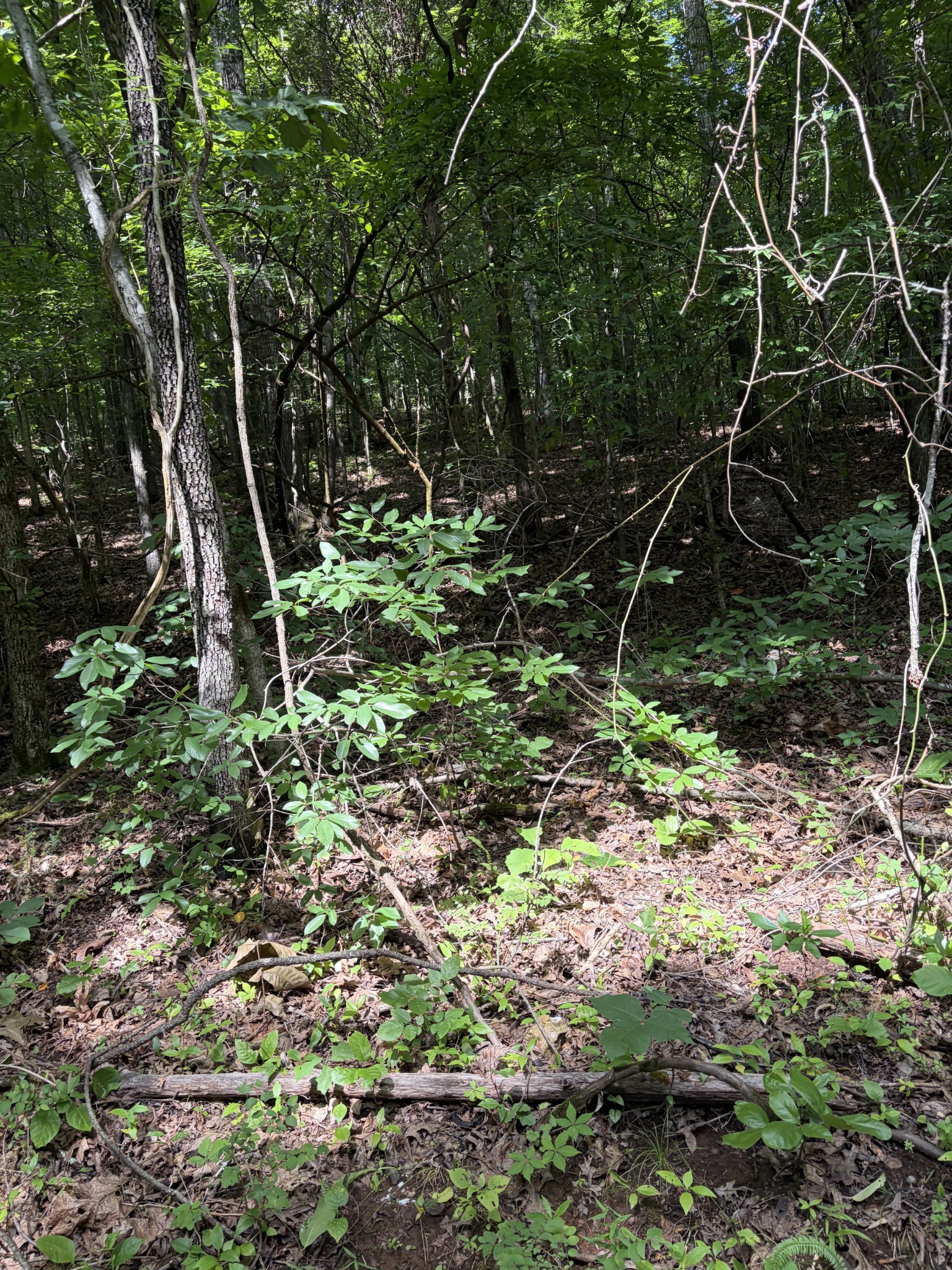 0 Kelso Smithland Road Property Photo 45