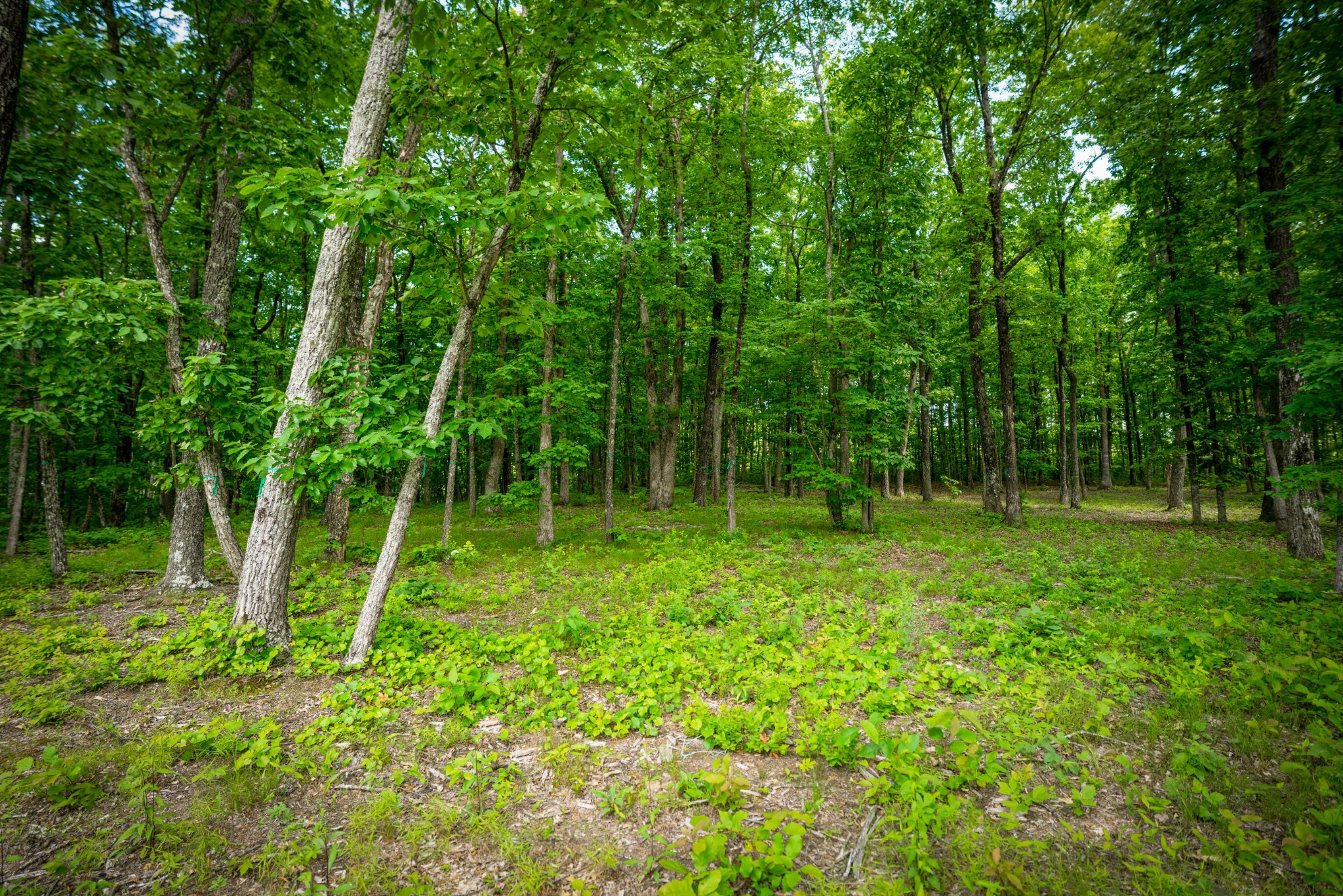 4562 Amethyst Road Property Photo 9