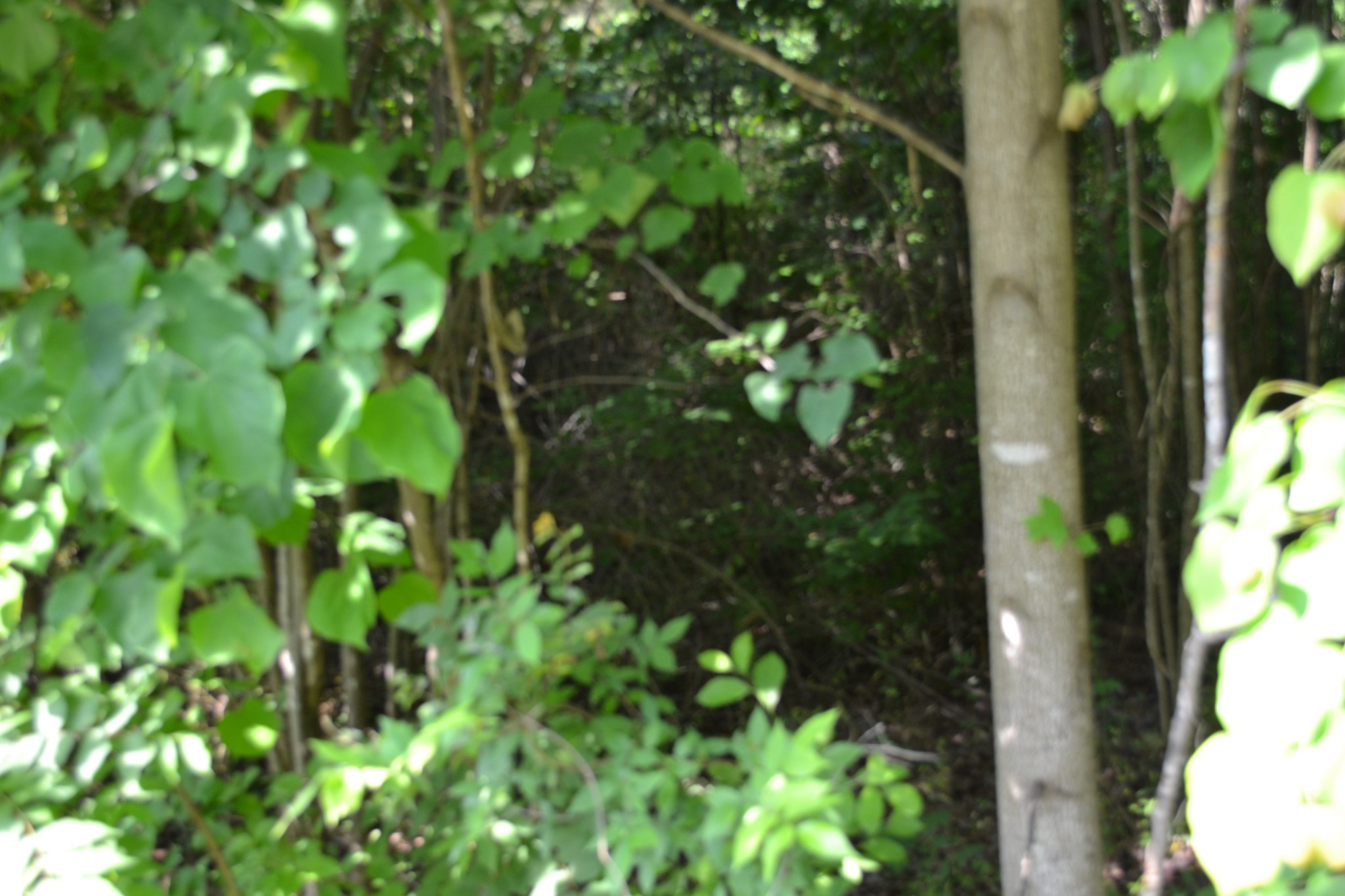 0 Dynamite Ln Property Photo 2