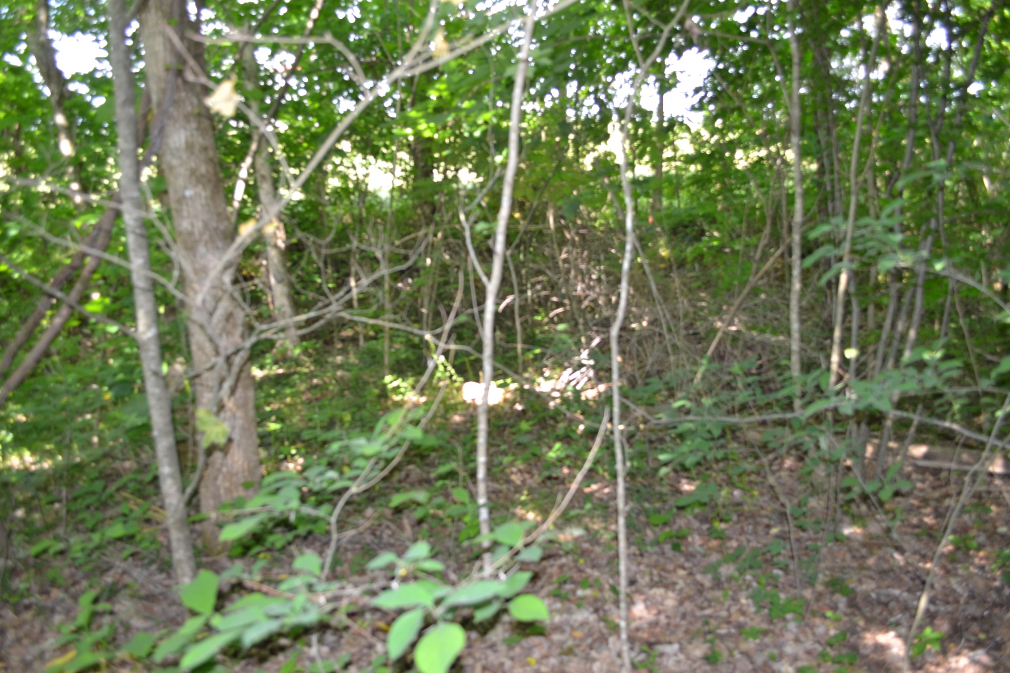 0 Dynamite Ln Property Photo 3