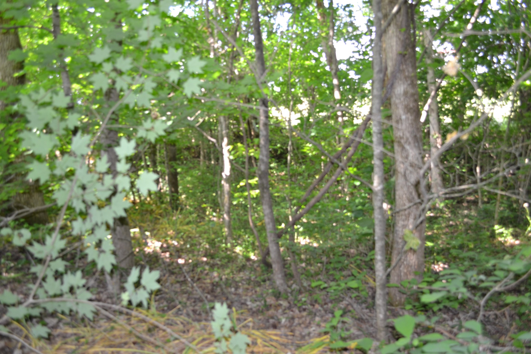 0 Dynamite Ln Property Photo 4