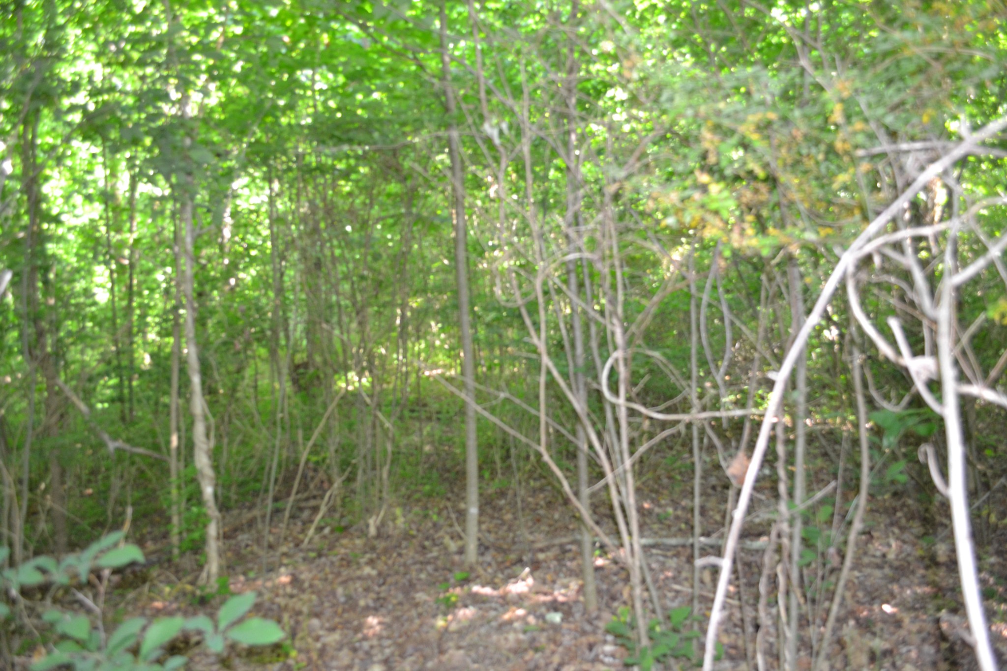 0 Dynamite Ln Property Photo 5