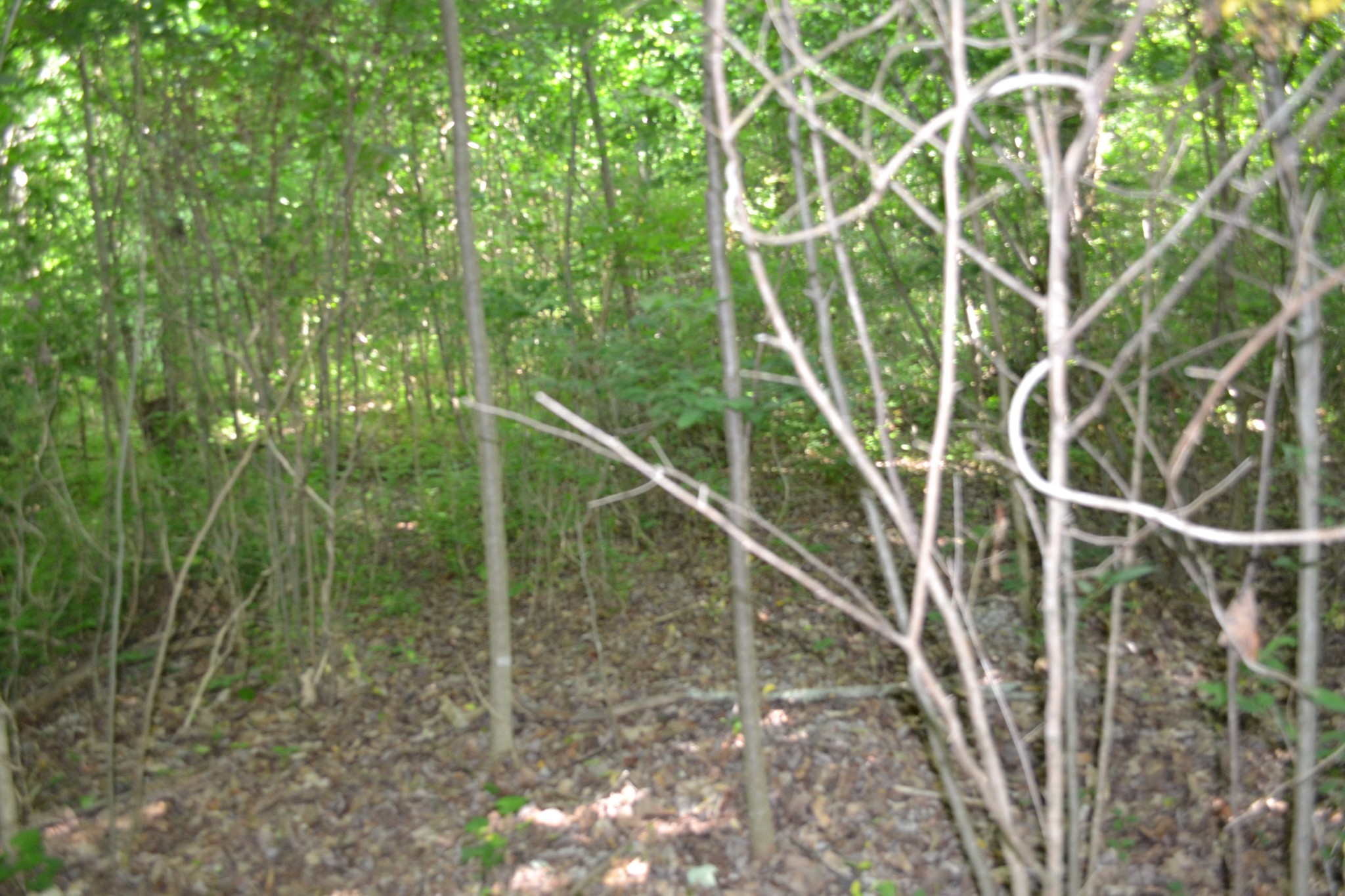0 Dynamite Ln Property Photo 6