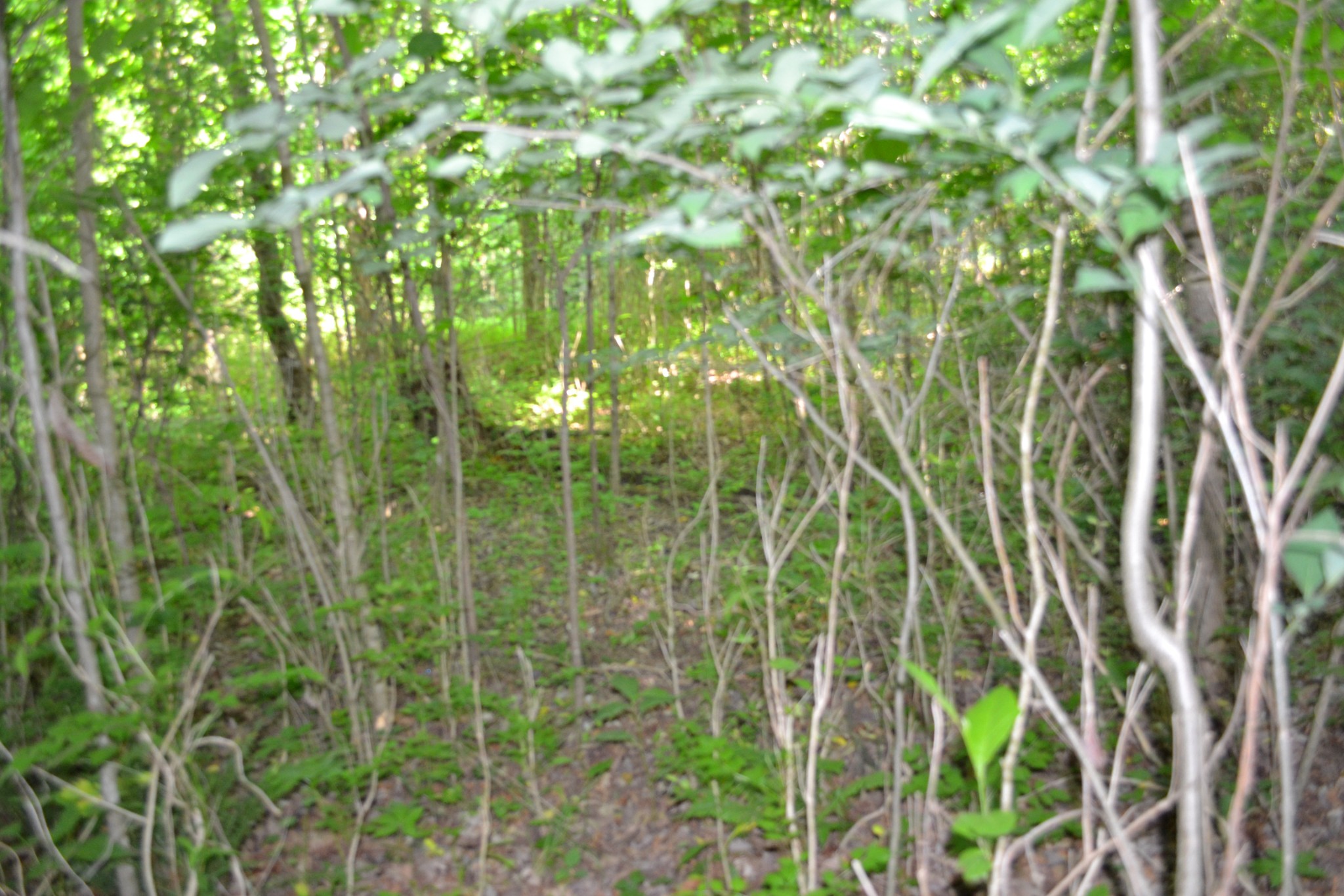 0 Dynamite Ln Property Photo 7
