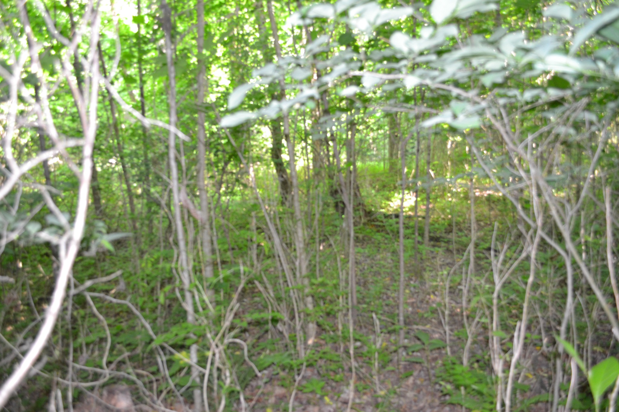 0 Dynamite Ln Property Photo 8