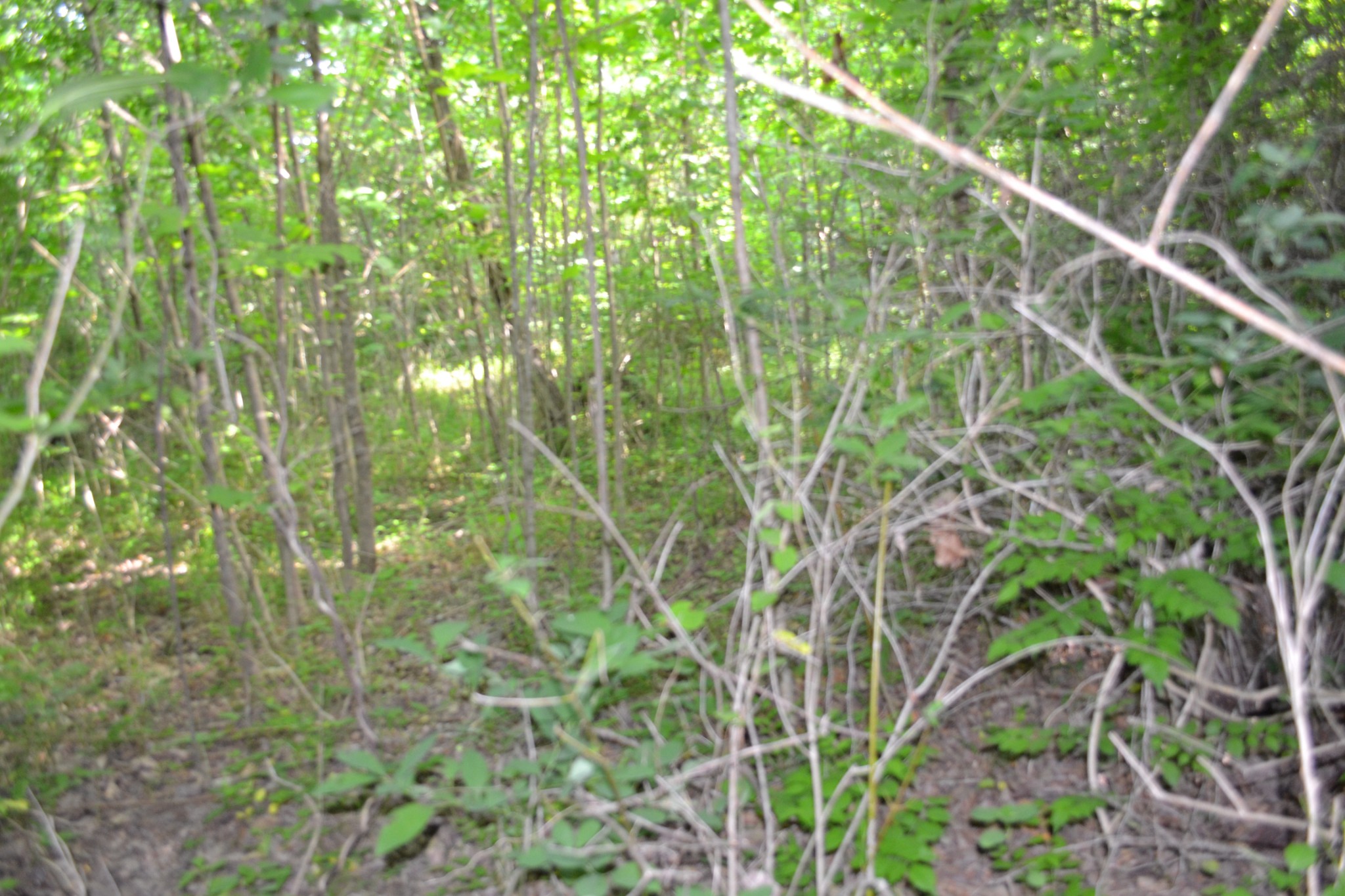 0 Dynamite Ln Property Photo 10