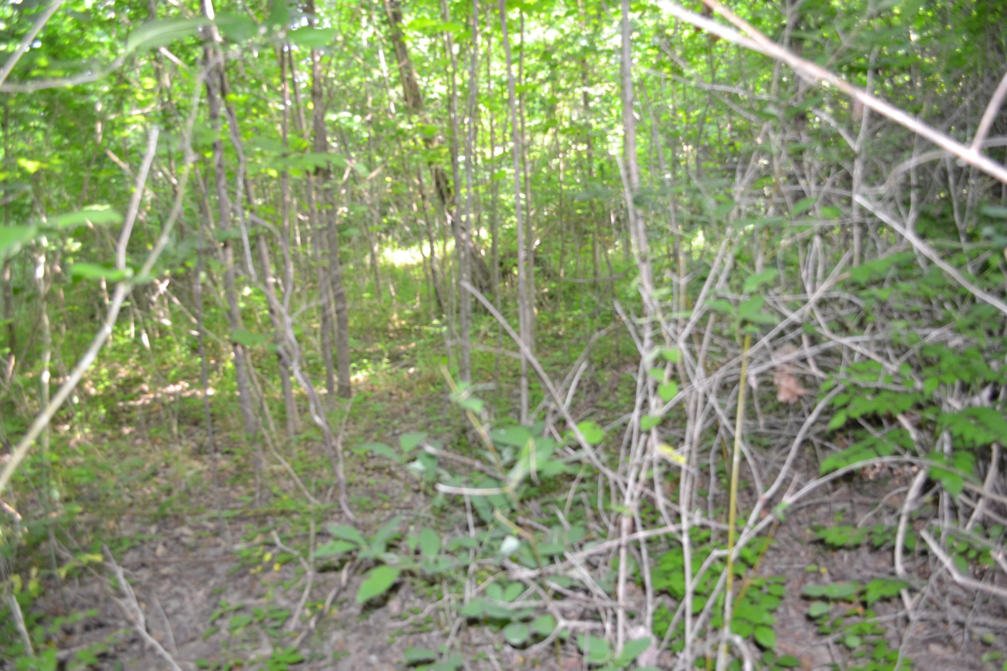 0 Dynamite Ln Property Photo 11
