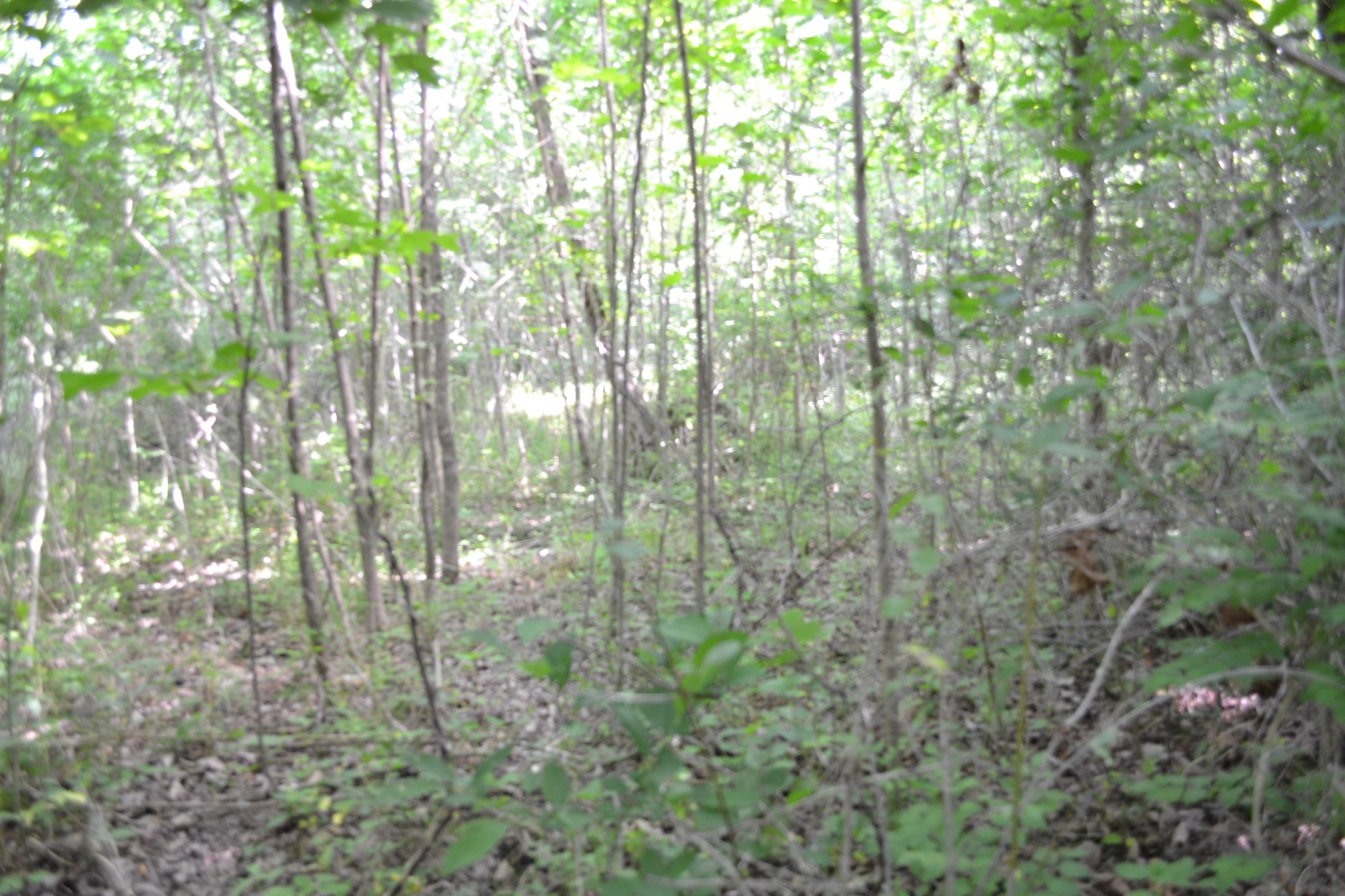 0 Dynamite Ln Property Photo 12
