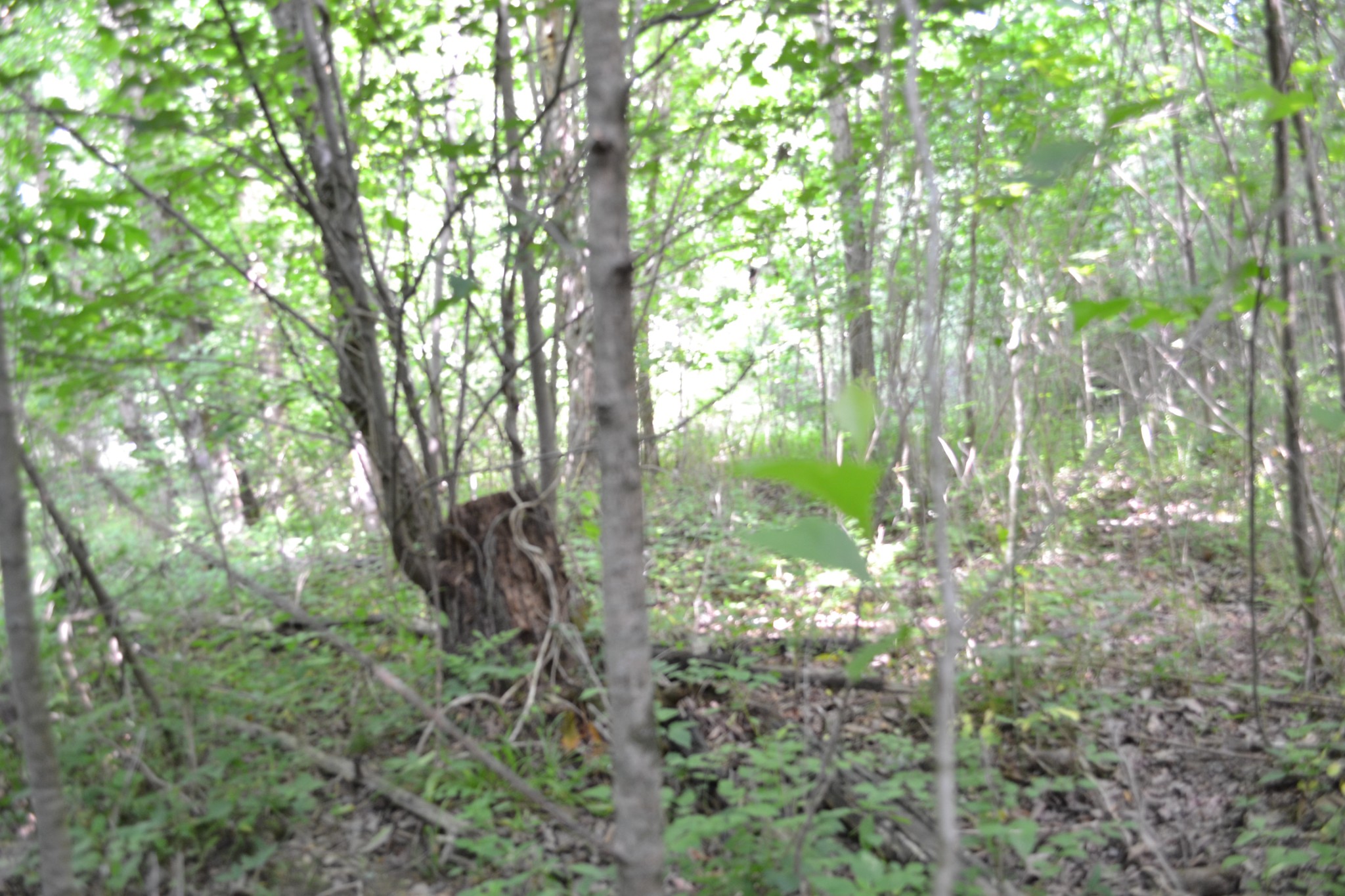0 Dynamite Ln Property Photo 13