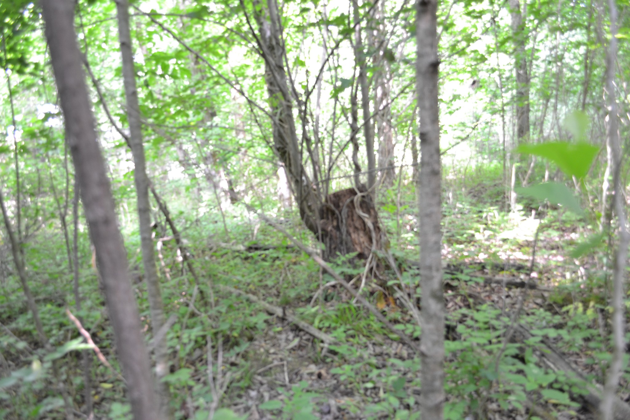 0 Dynamite Ln Property Photo 14