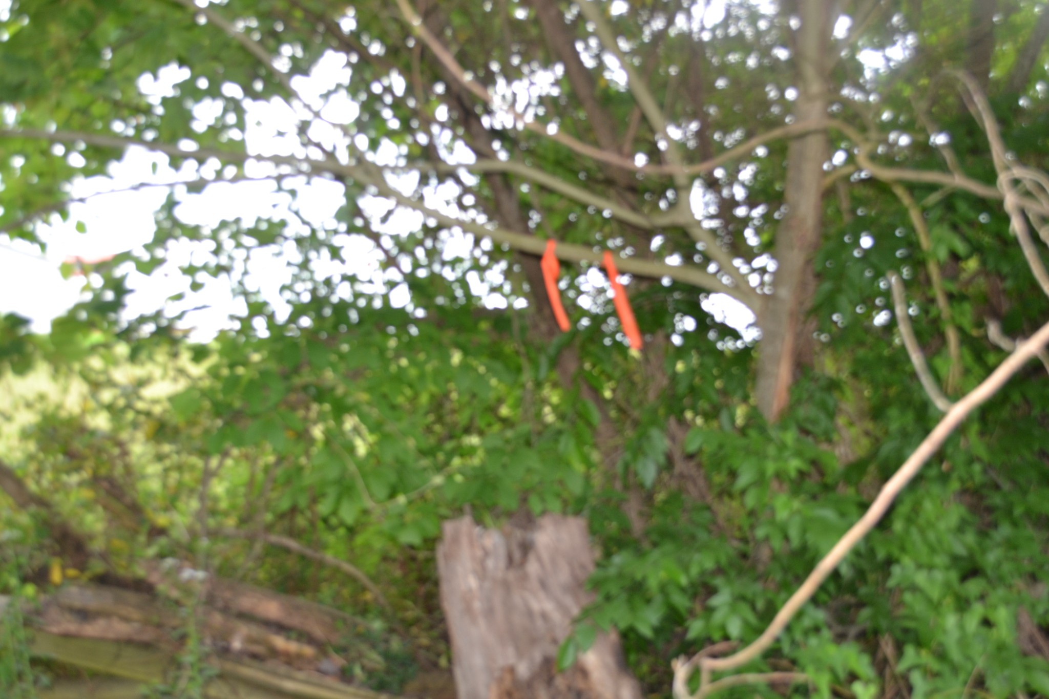 0 Dynamite Ln Property Photo 15