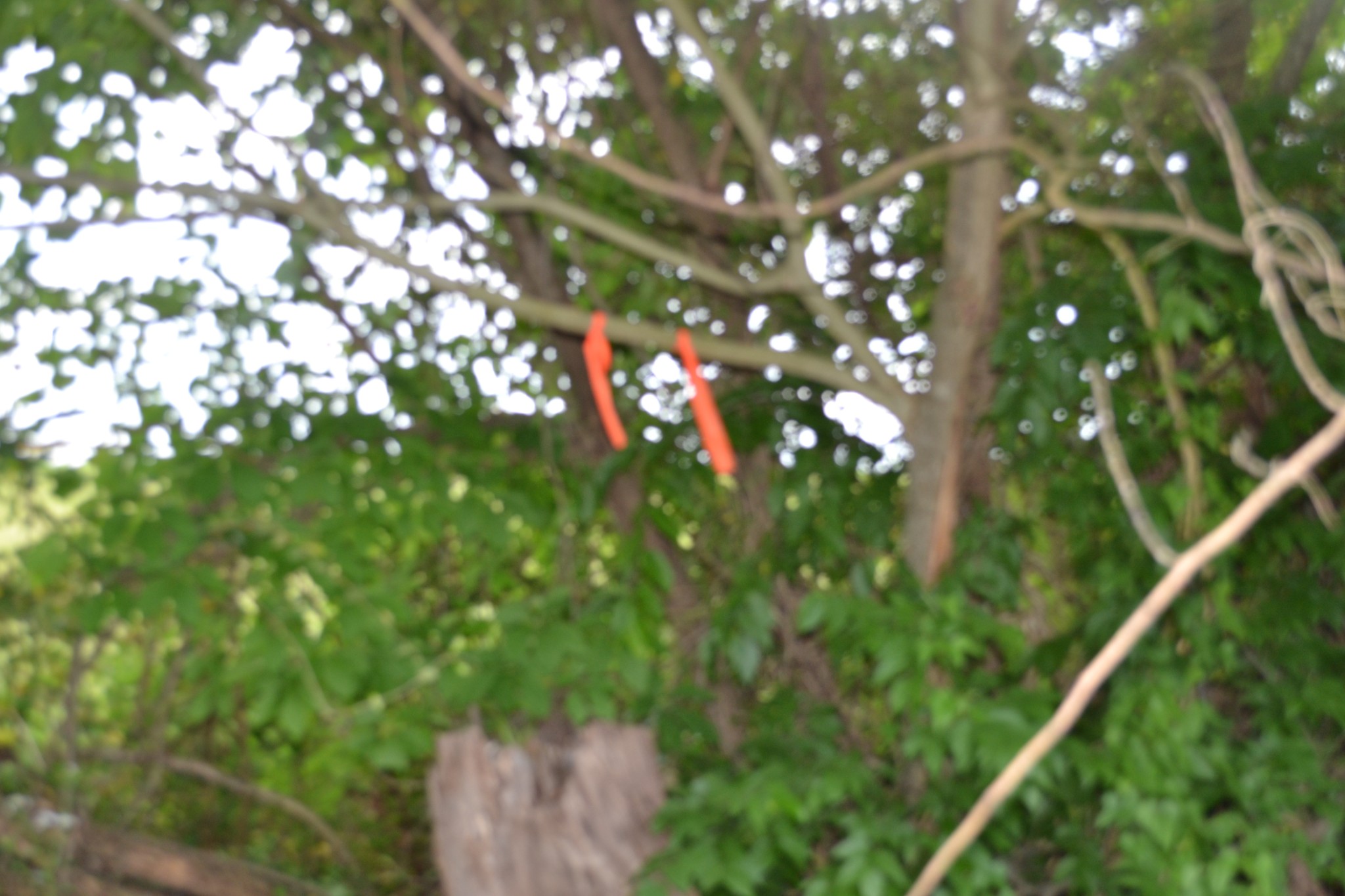 0 Dynamite Ln Property Photo 16