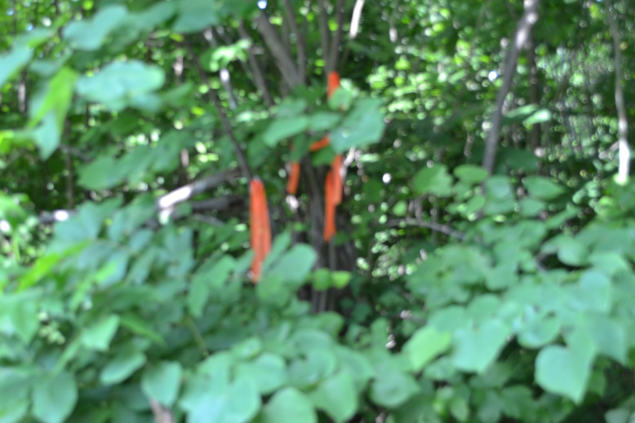 0 Dynamite Ln Property Photo 17
