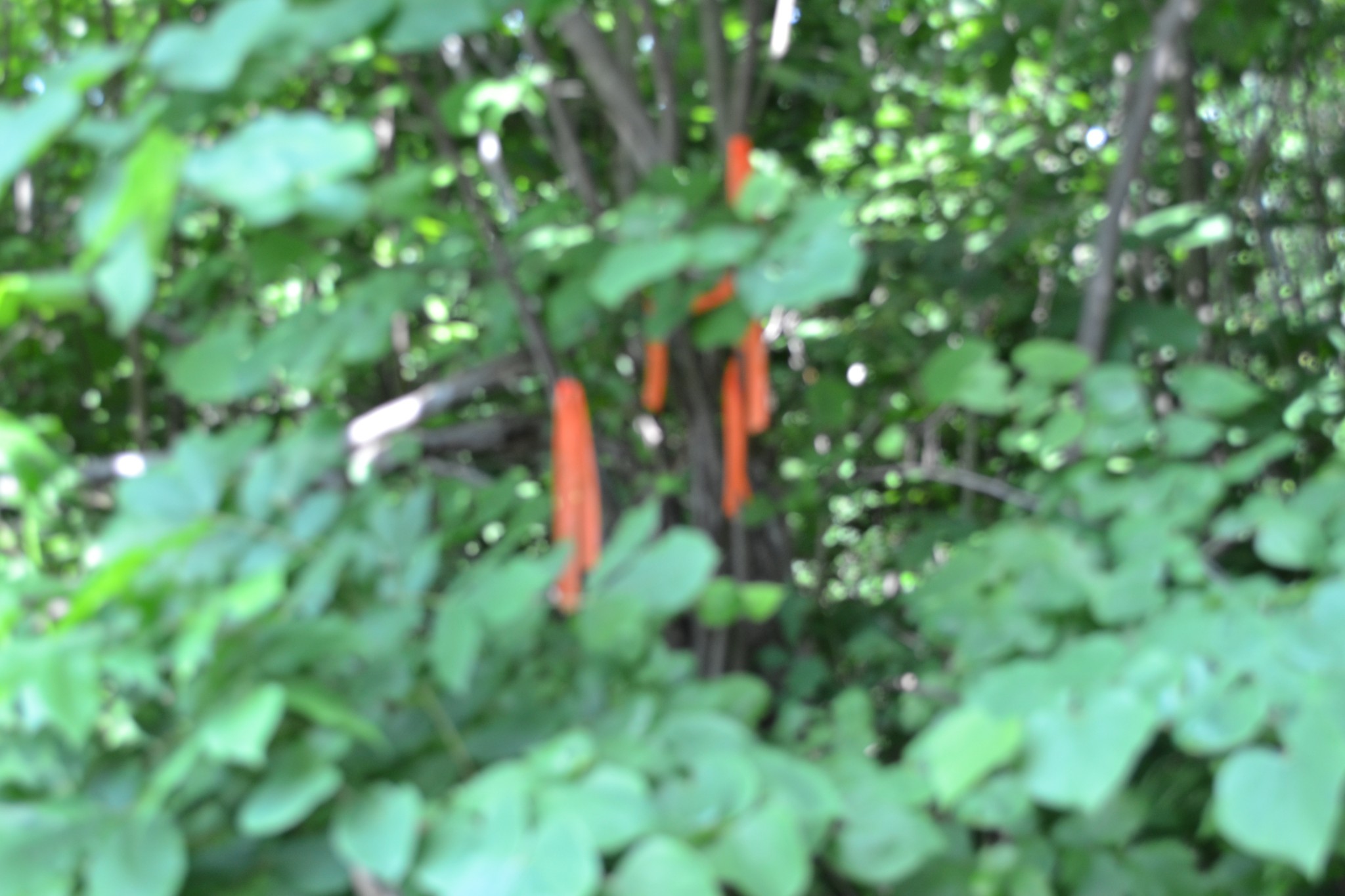 0 Dynamite Ln Property Photo 18