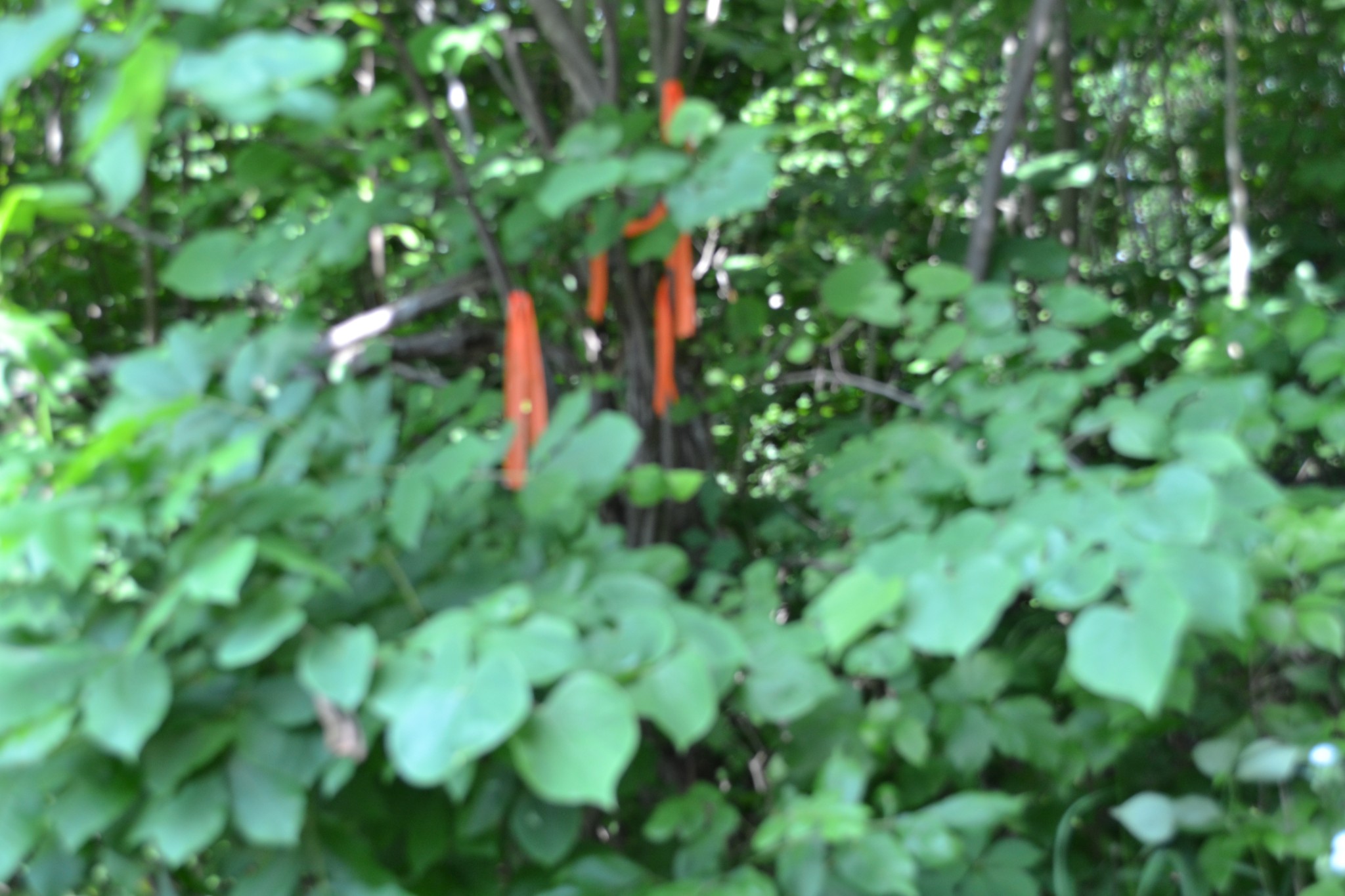 0 Dynamite Ln Property Photo 19