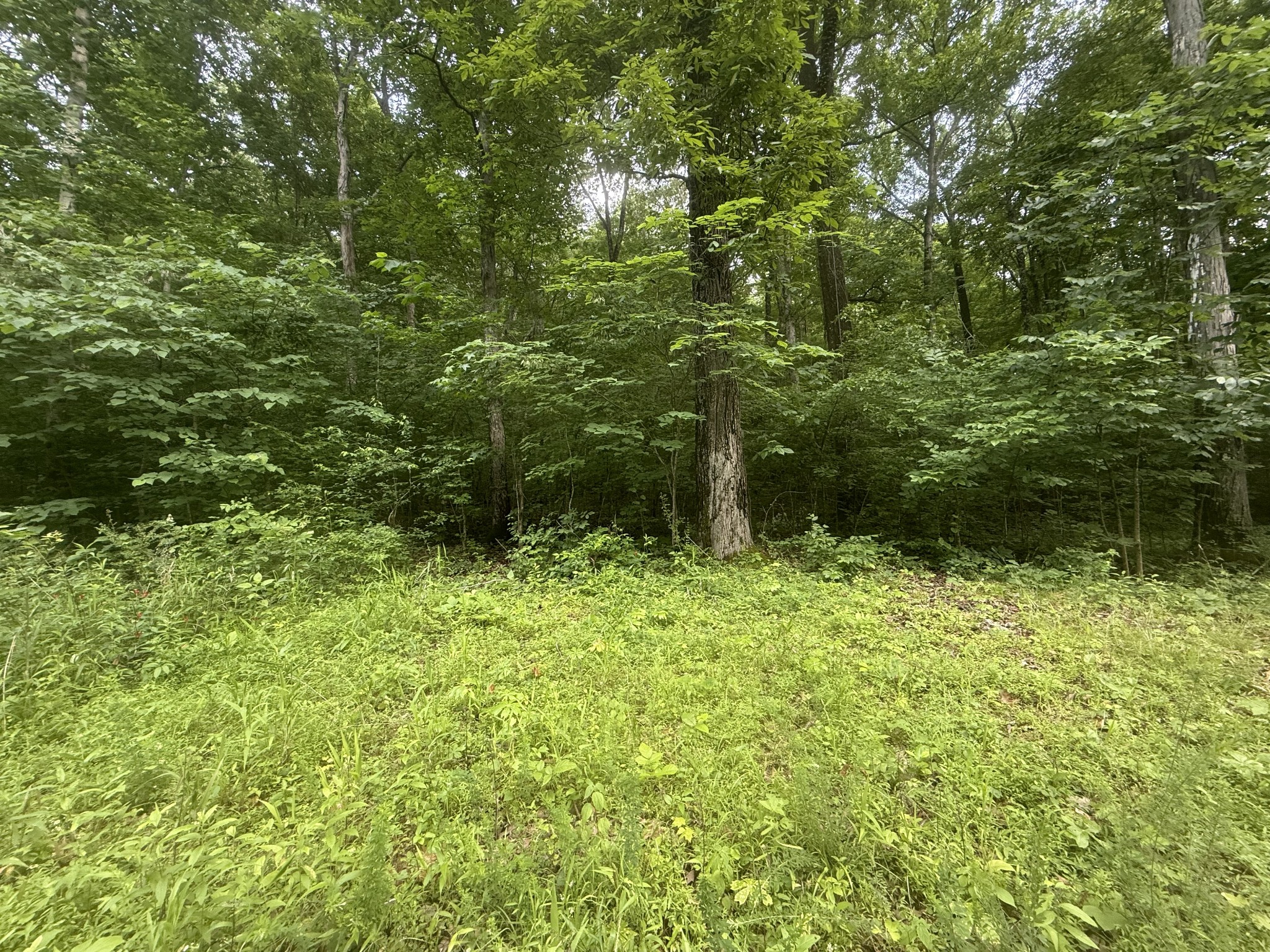 0 Caney Branch Rd Property Photo 1
