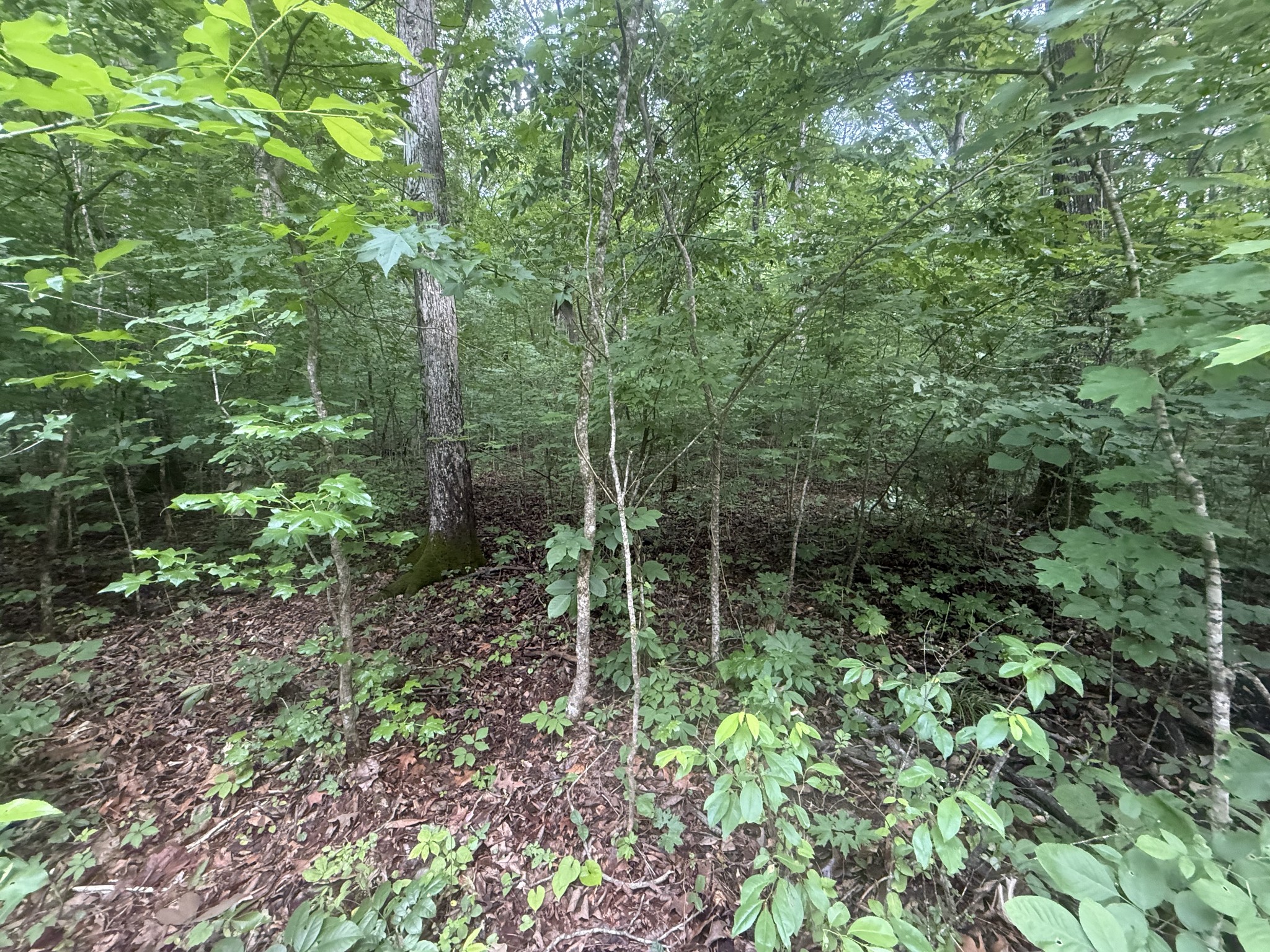 0 Caney Branch Rd Property Photo 2