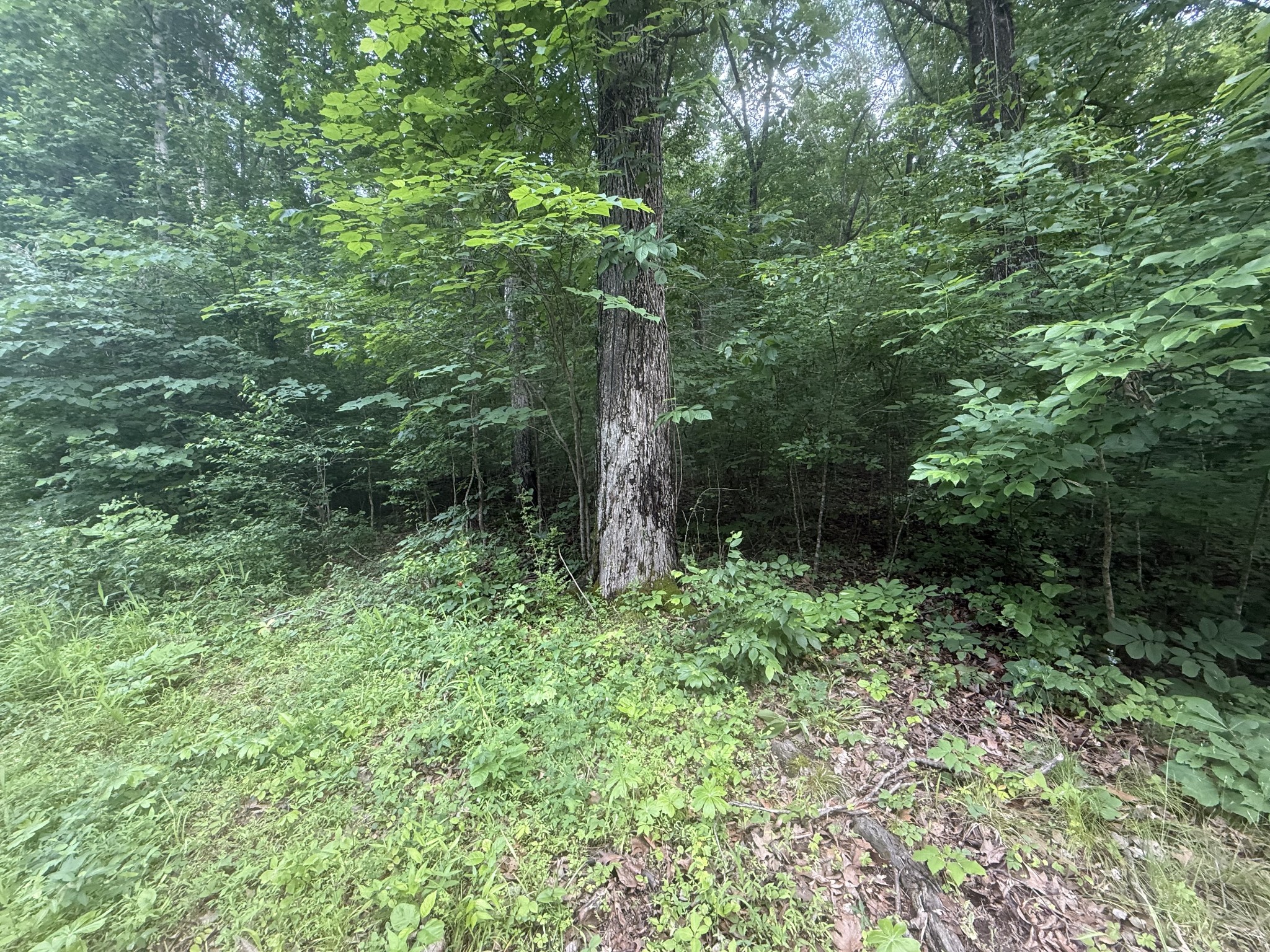 0 Caney Branch Rd Property Photo 3