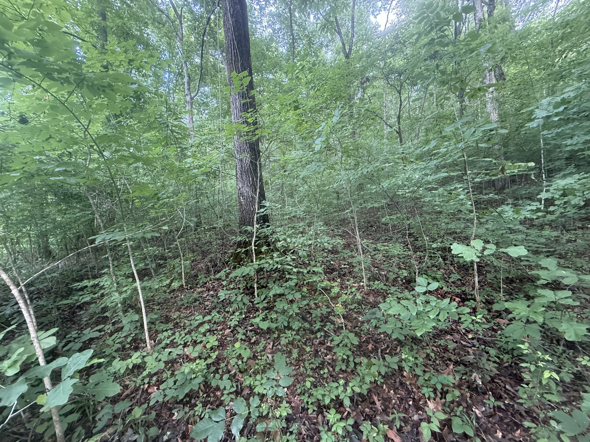 0 Caney Branch Rd Property Photo 4