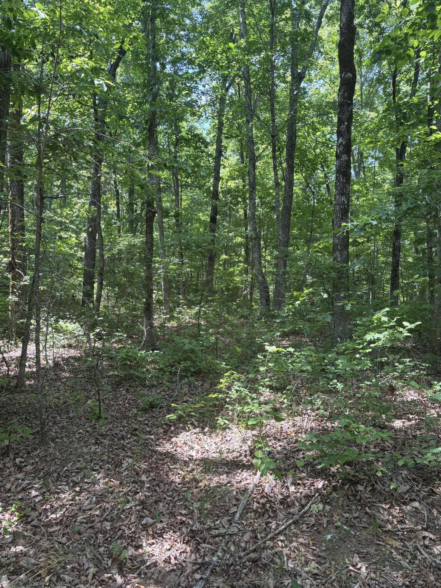 0 Sawmill Creek Rd Property Photo 6