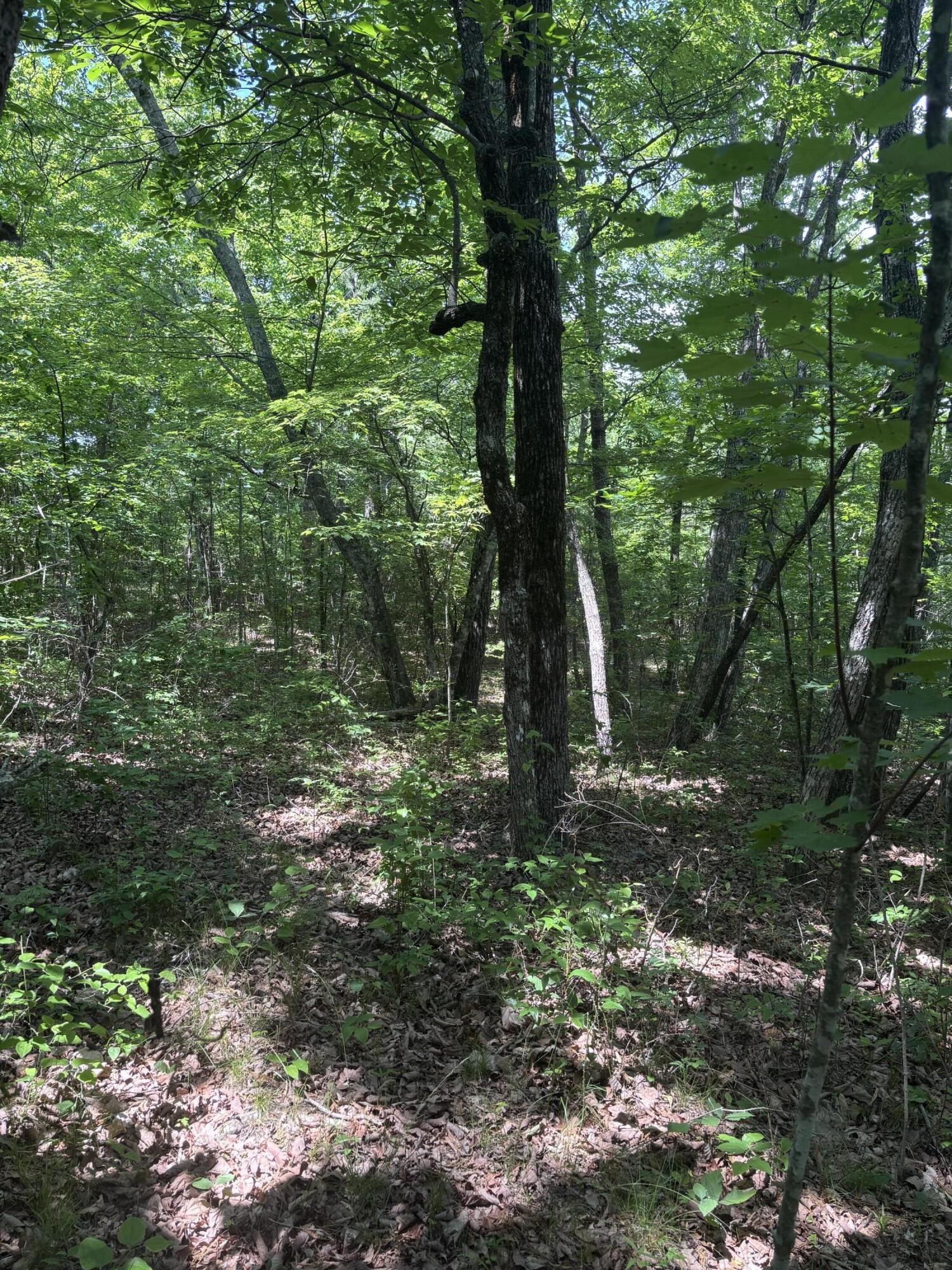 0 Sawmill Creek Rd Property Photo 9