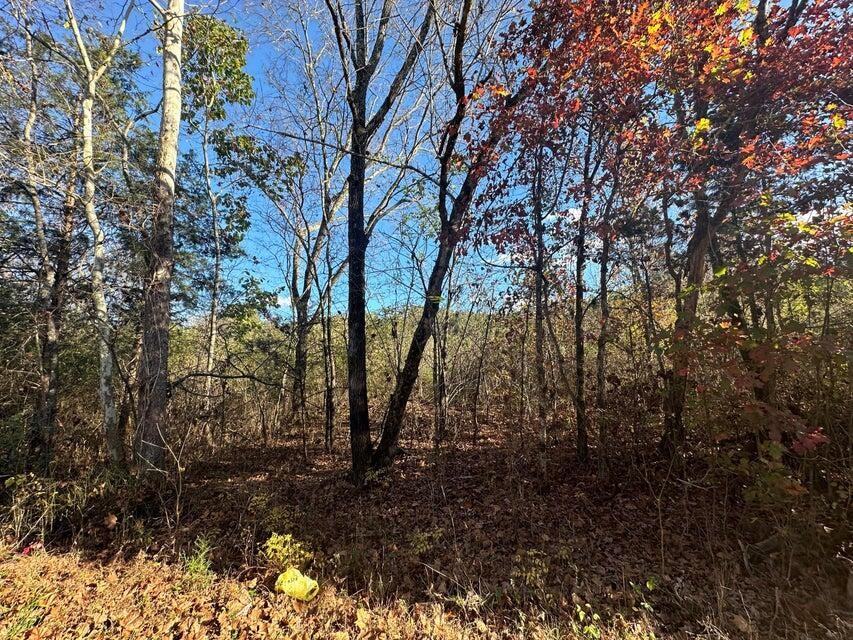 0 Mt Carmel Road Property Photo 3